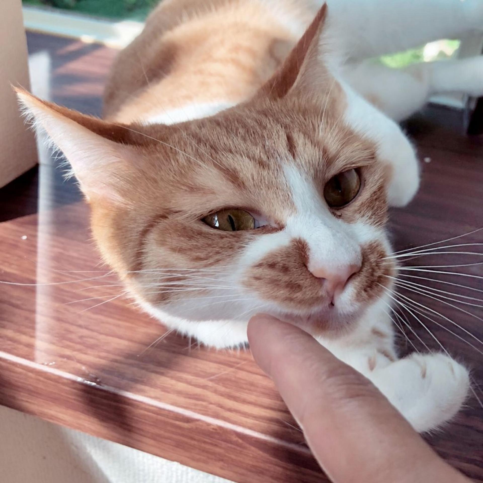 pet-image-3