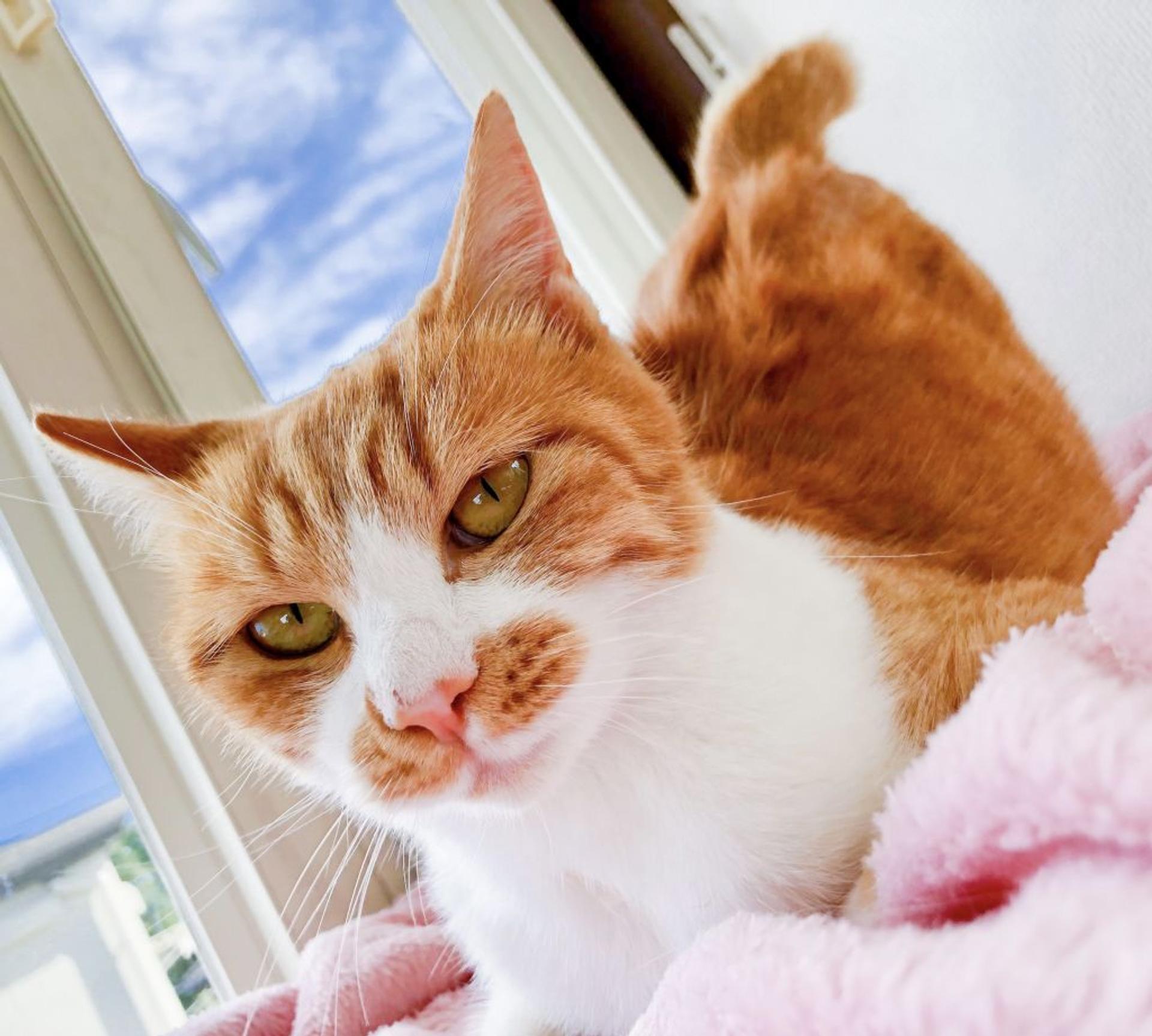 pet-image-9