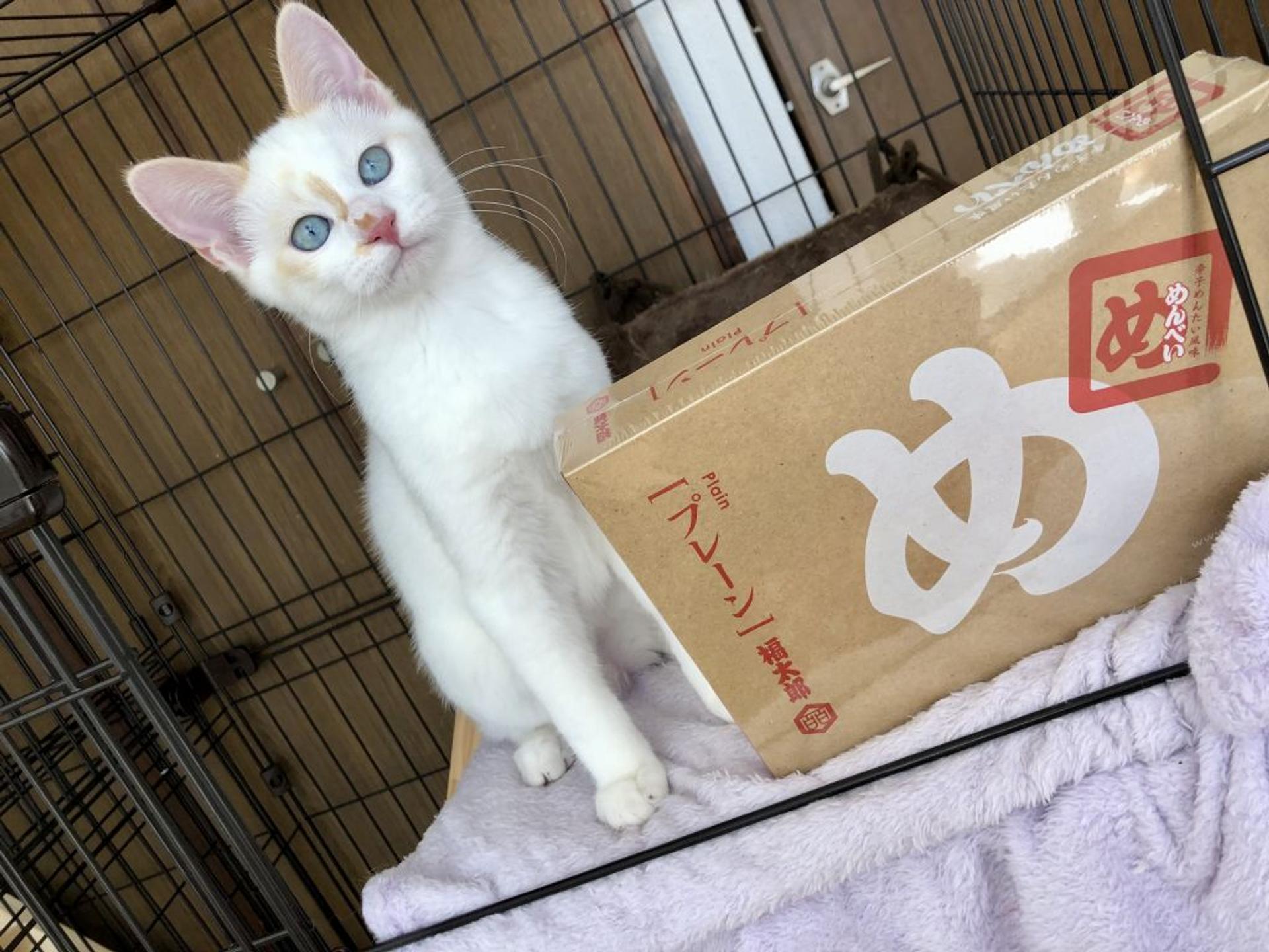 pet-image-3