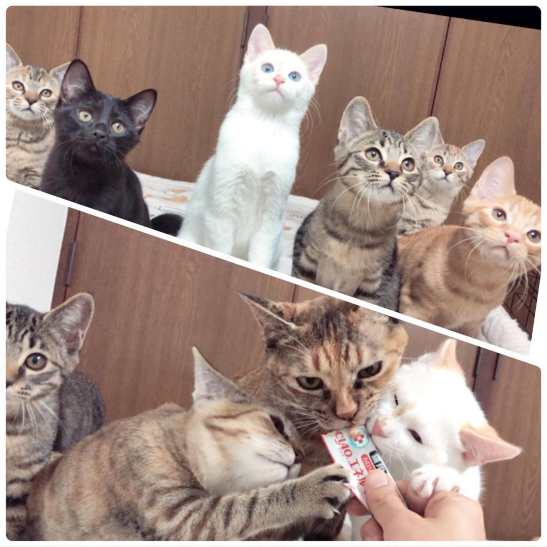 pet-image-7