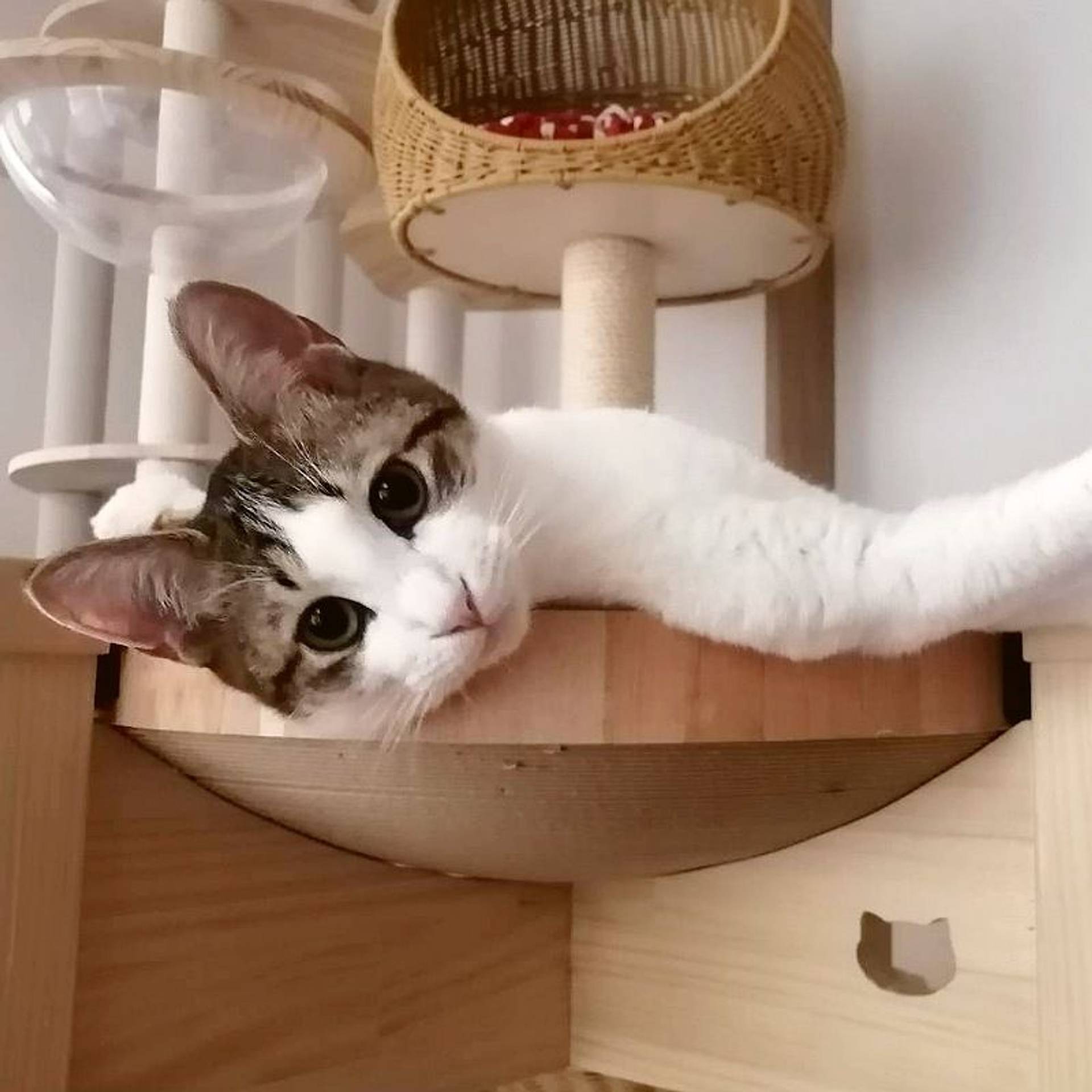 雑種（ミックス猫）・オスの里親募集の写真