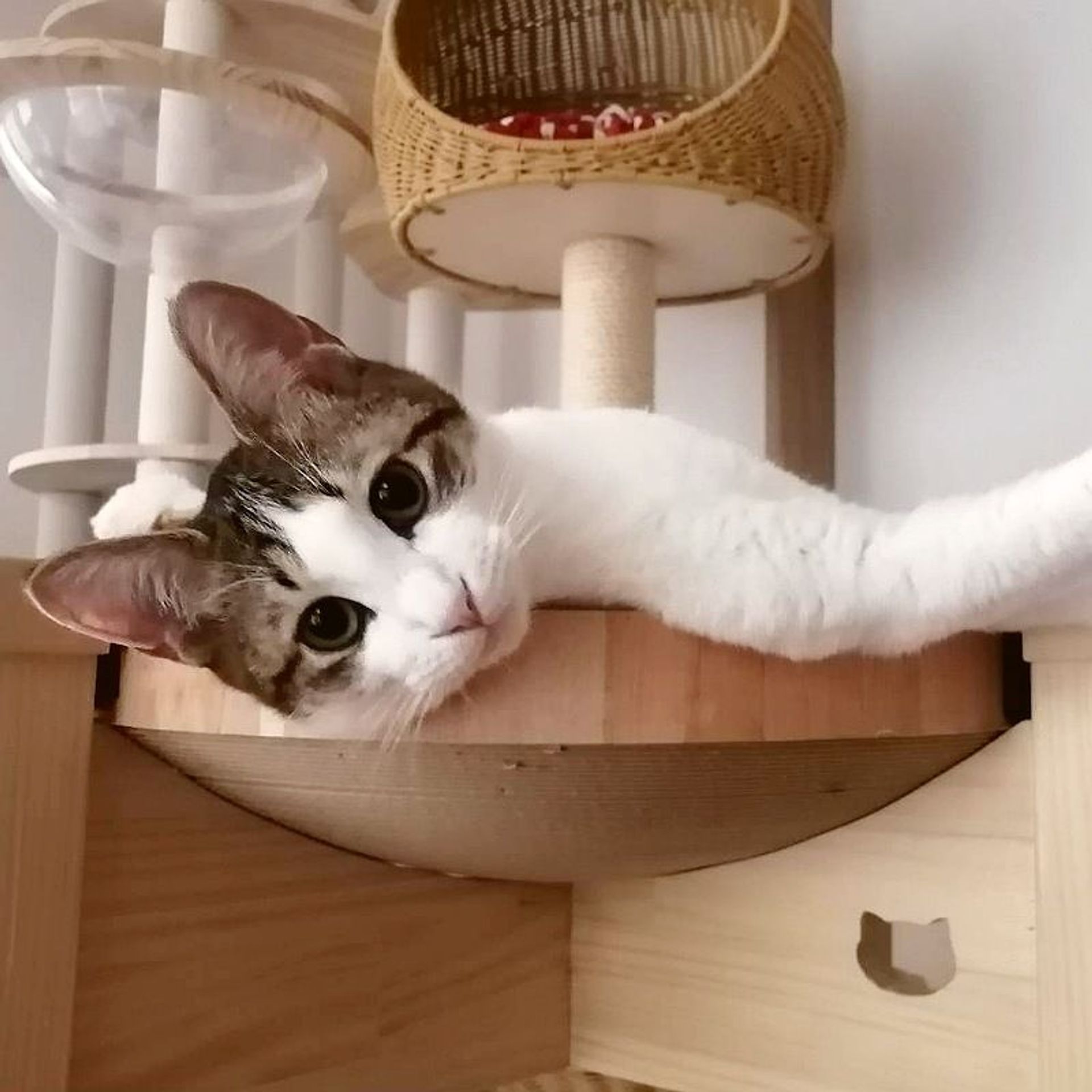 雑種（ミックス猫）・オスの里親募集の写真