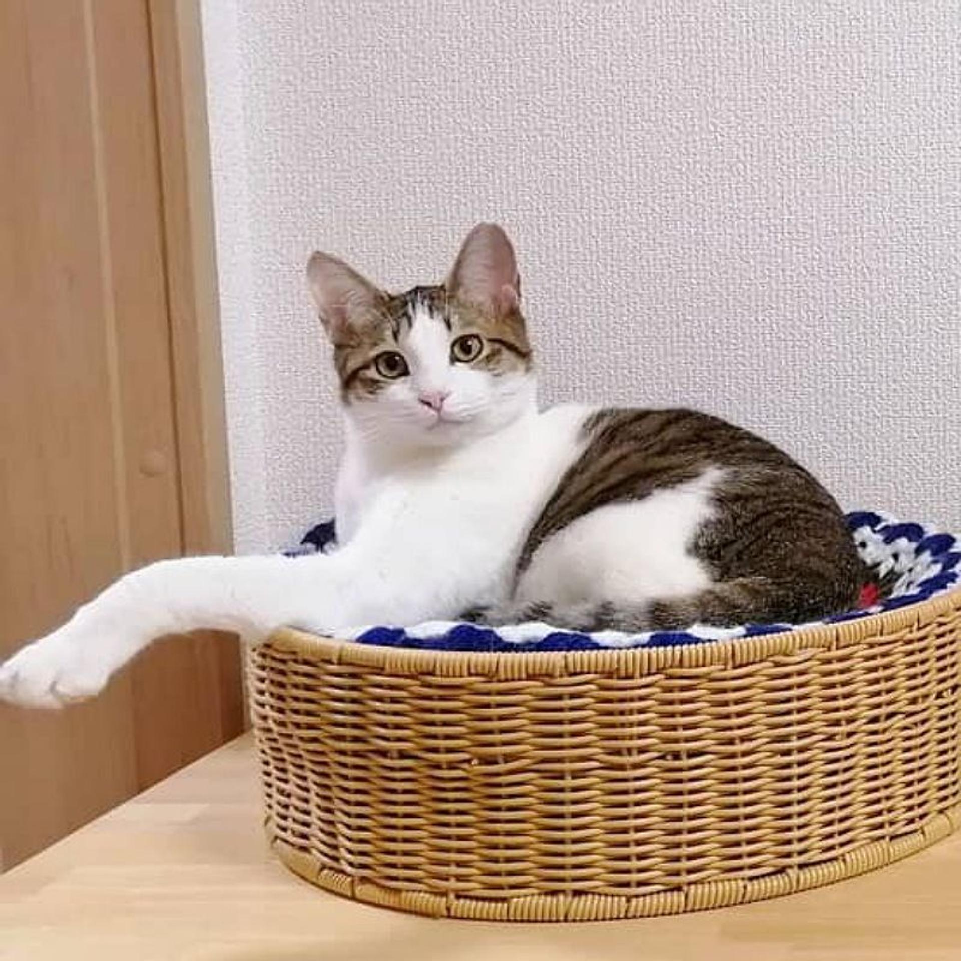 pet-image-3