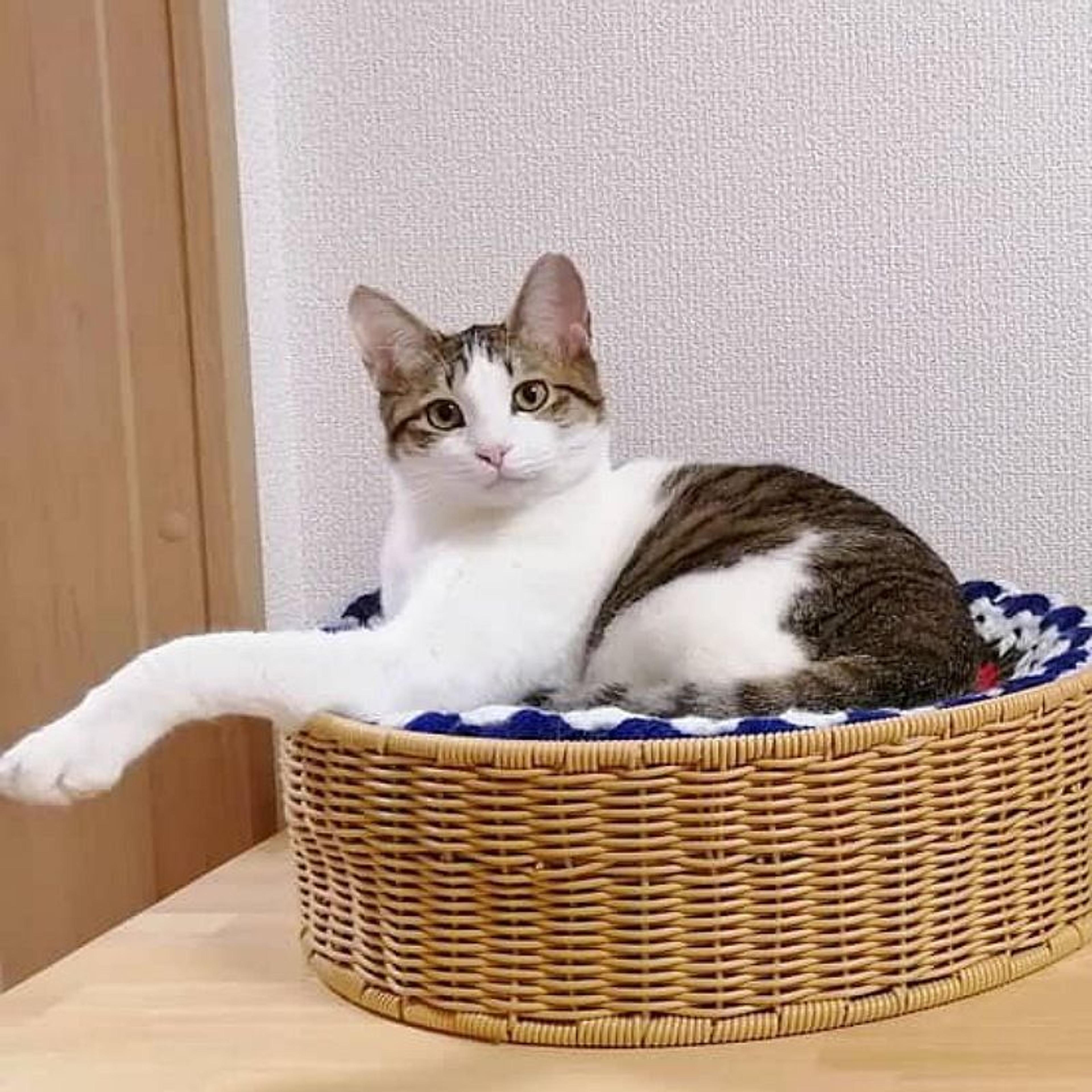 pet-image-3