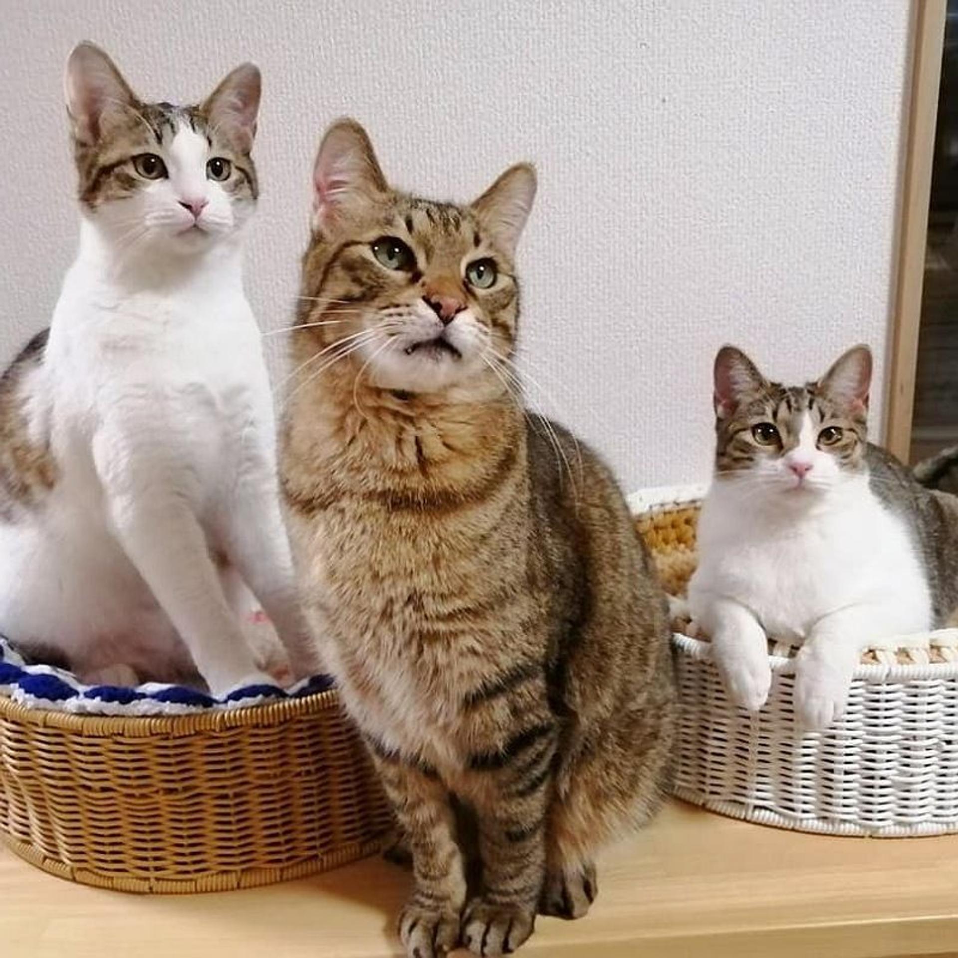 pet-image-4