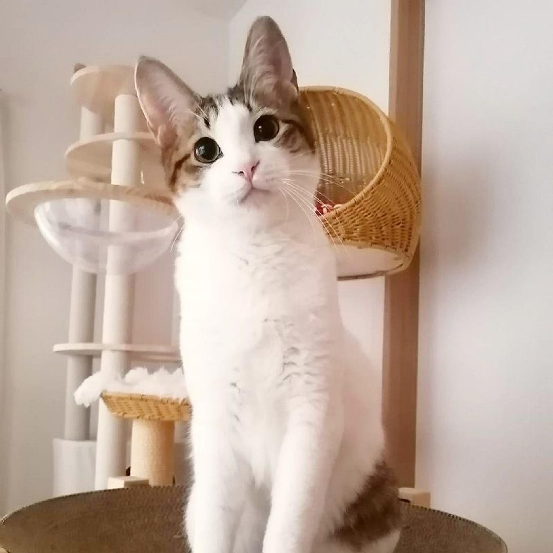 pet-image-5
