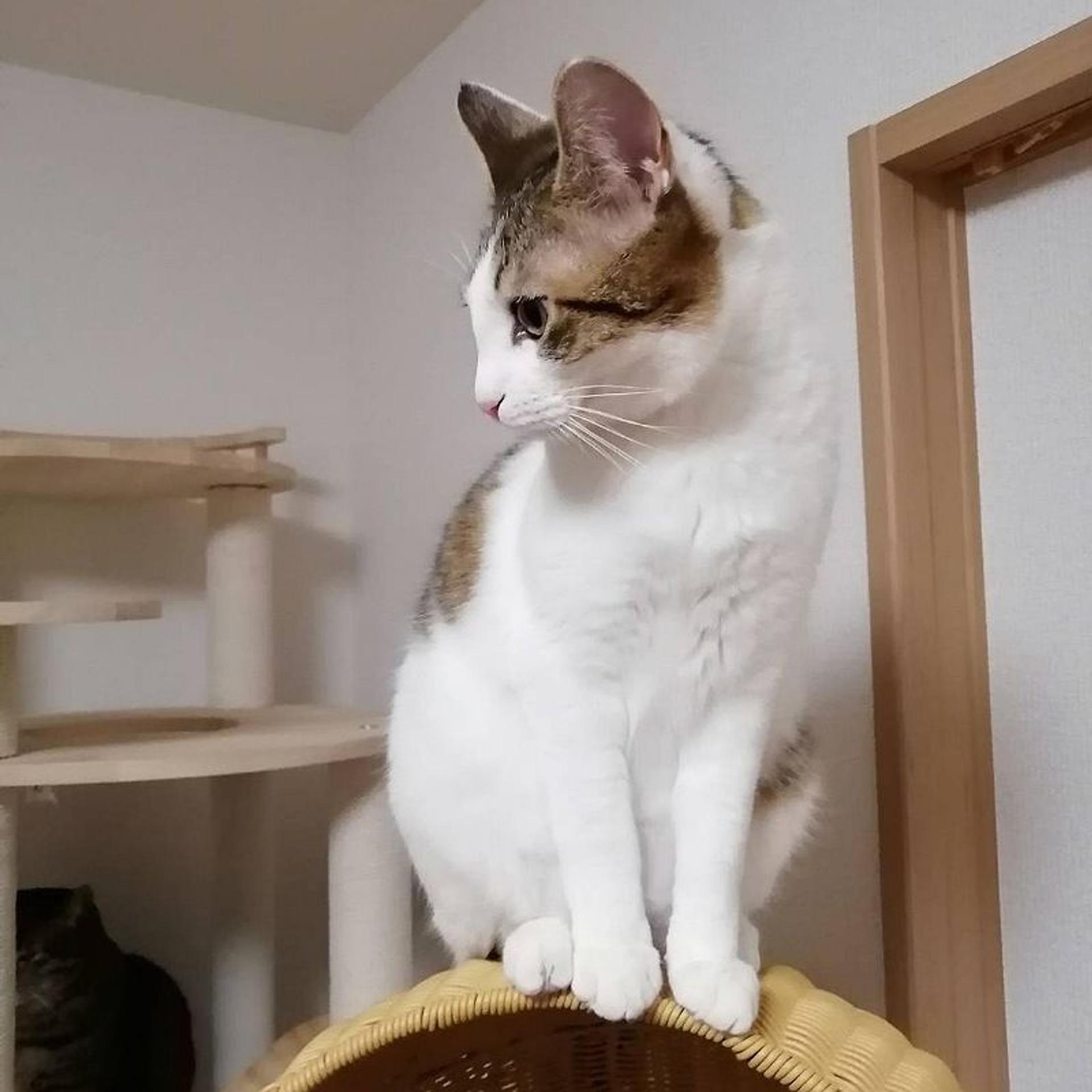 pet-image-8