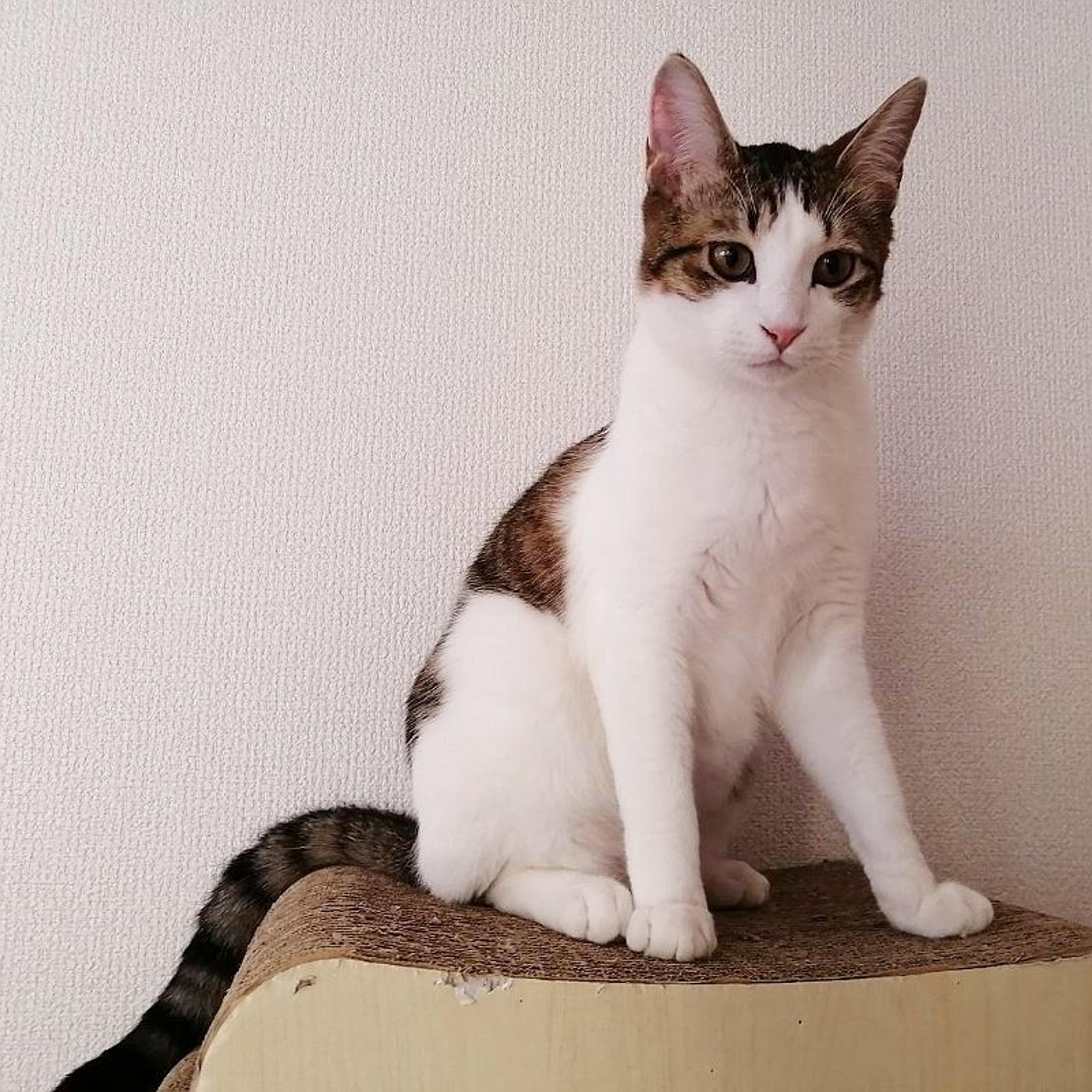 pet-image-9