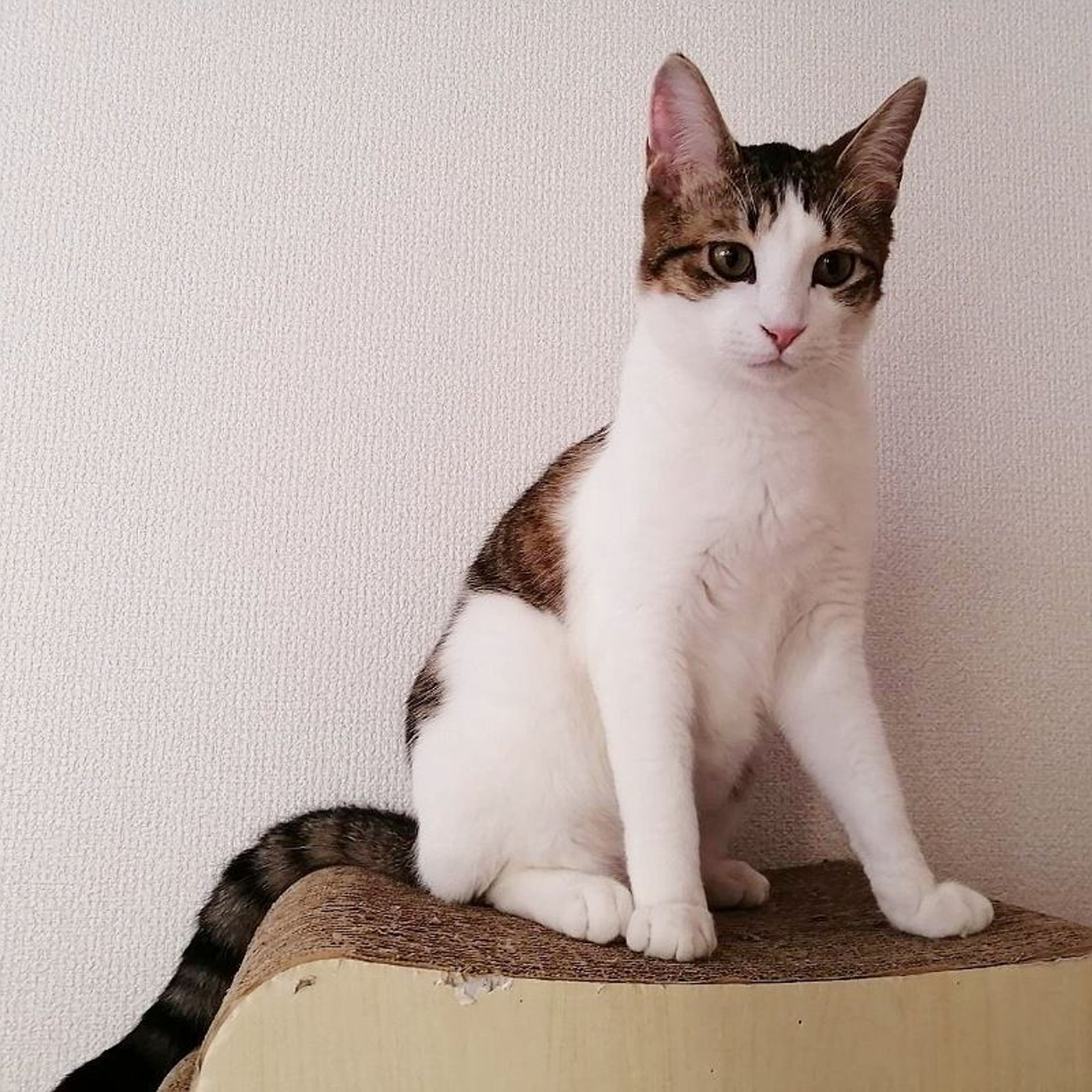 image-8