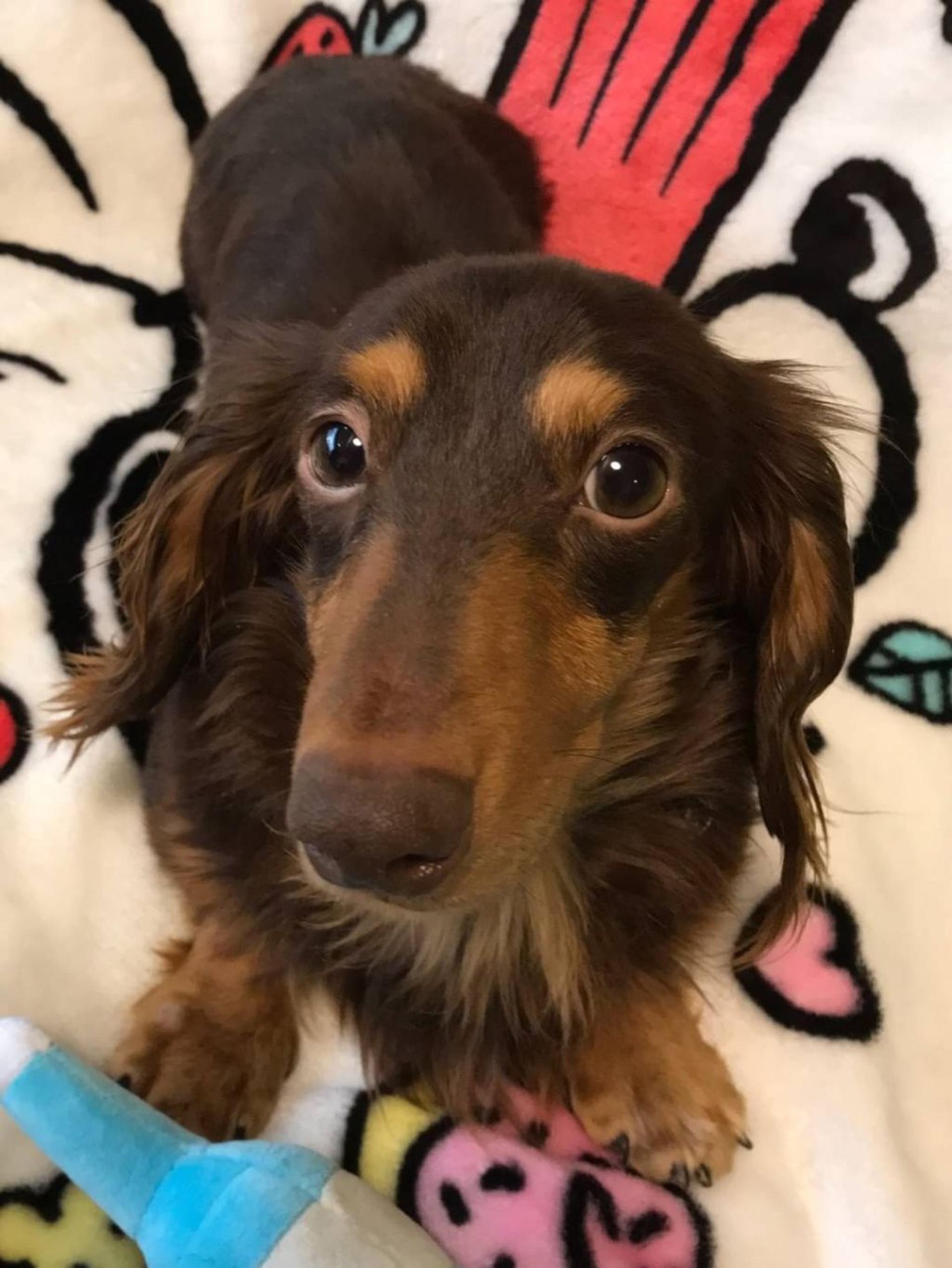 pet-image-3