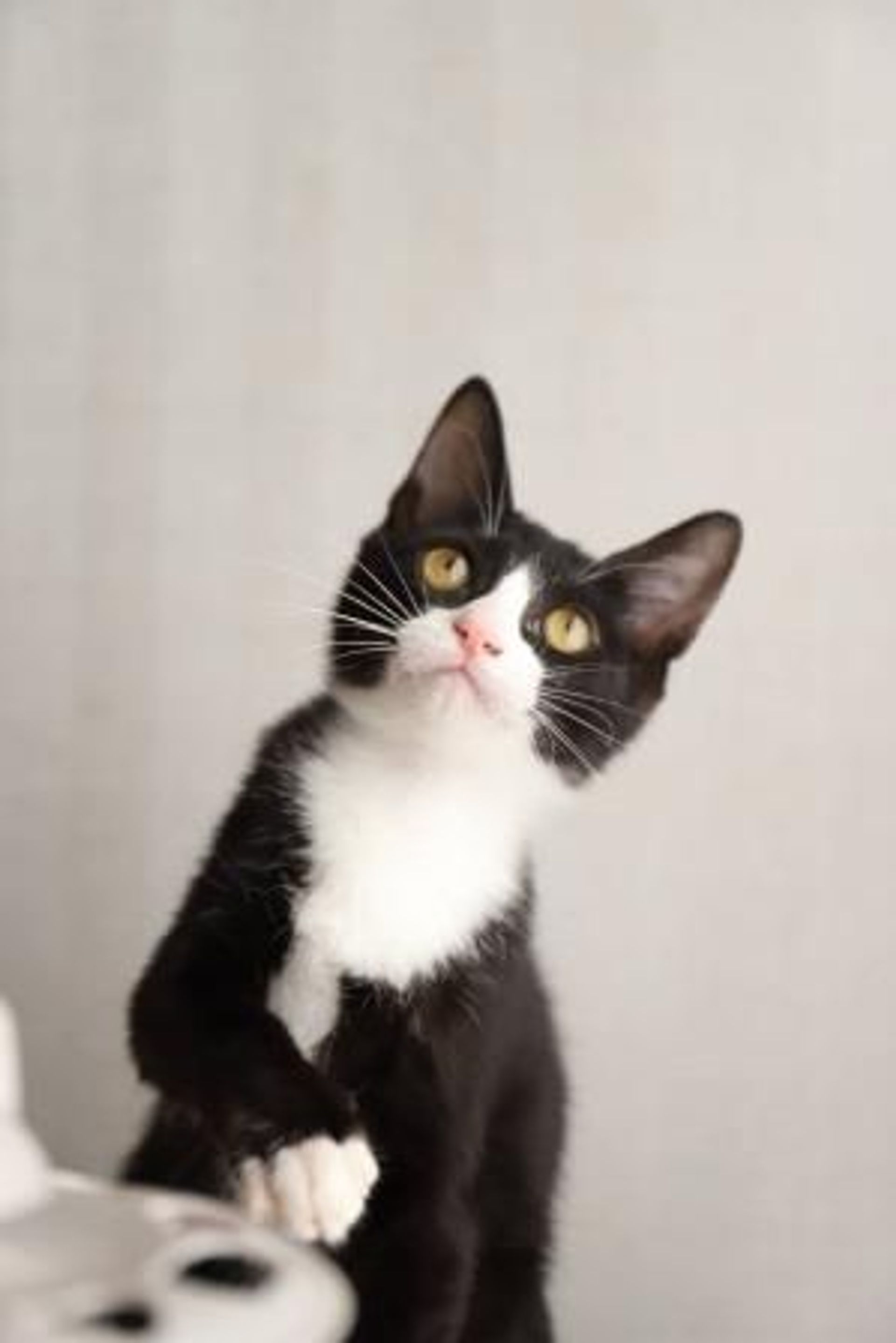 雑種（ミックス猫）・オスの里親募集の写真