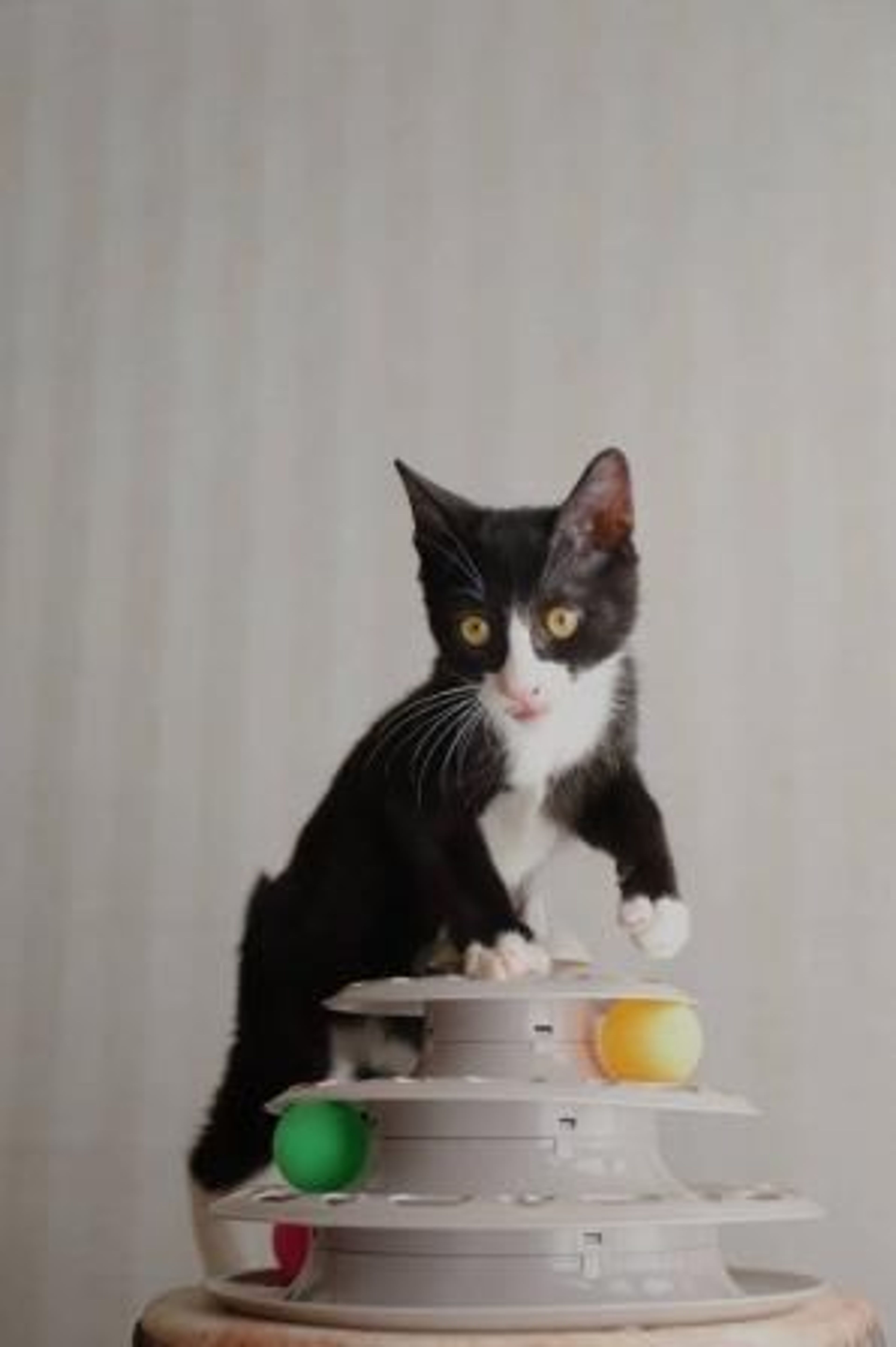 pet-image-3