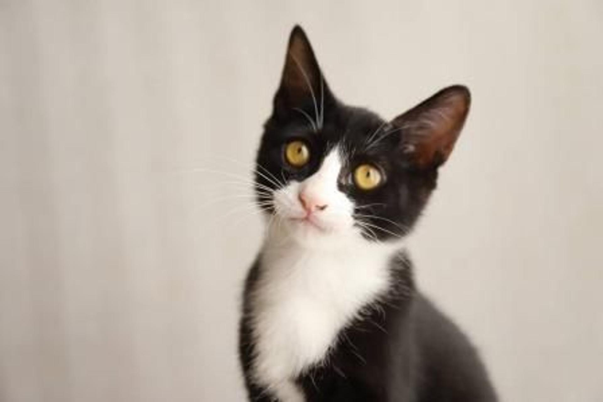 pet-image-4