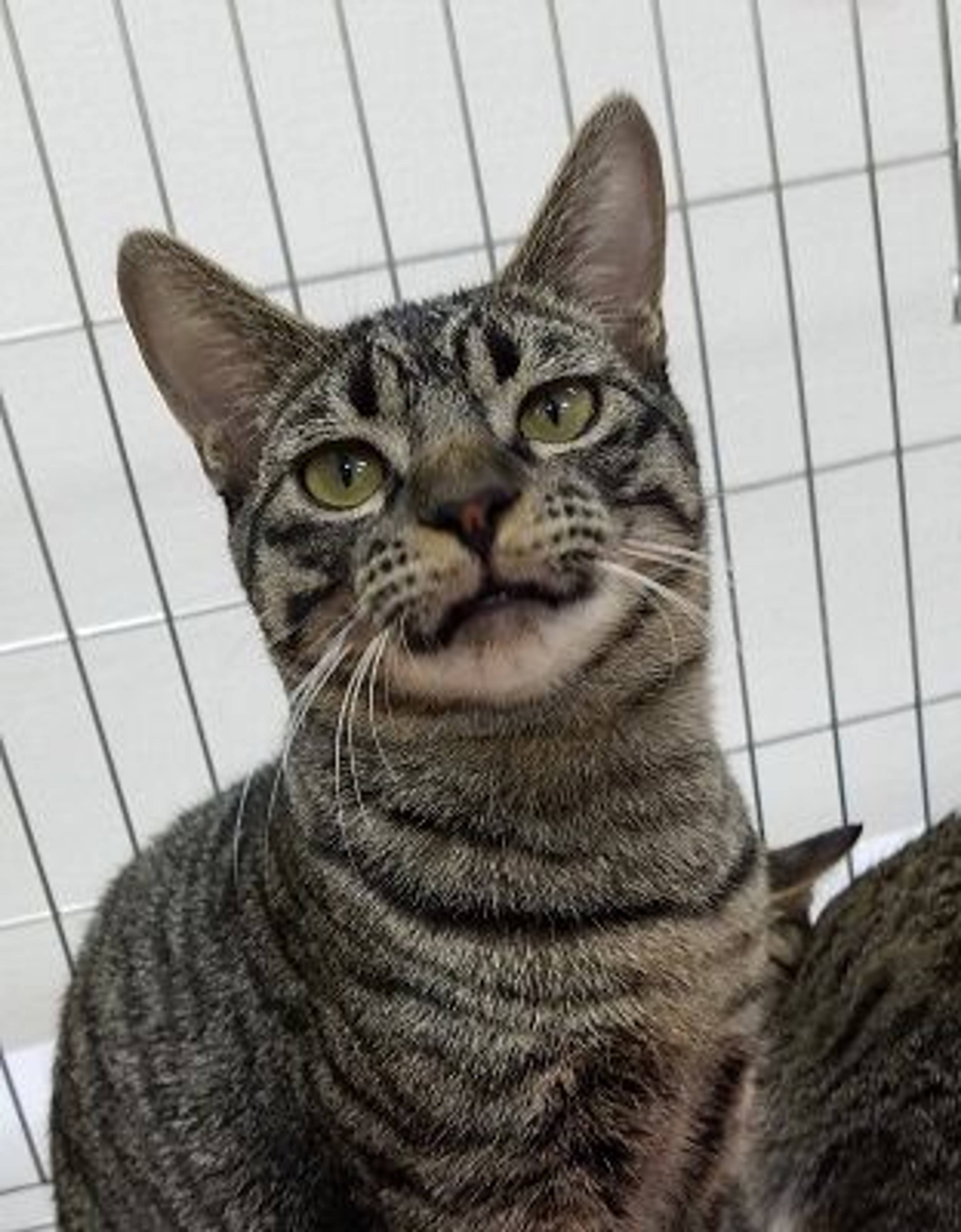 雑種（ミックス猫）・オスの里親募集の写真