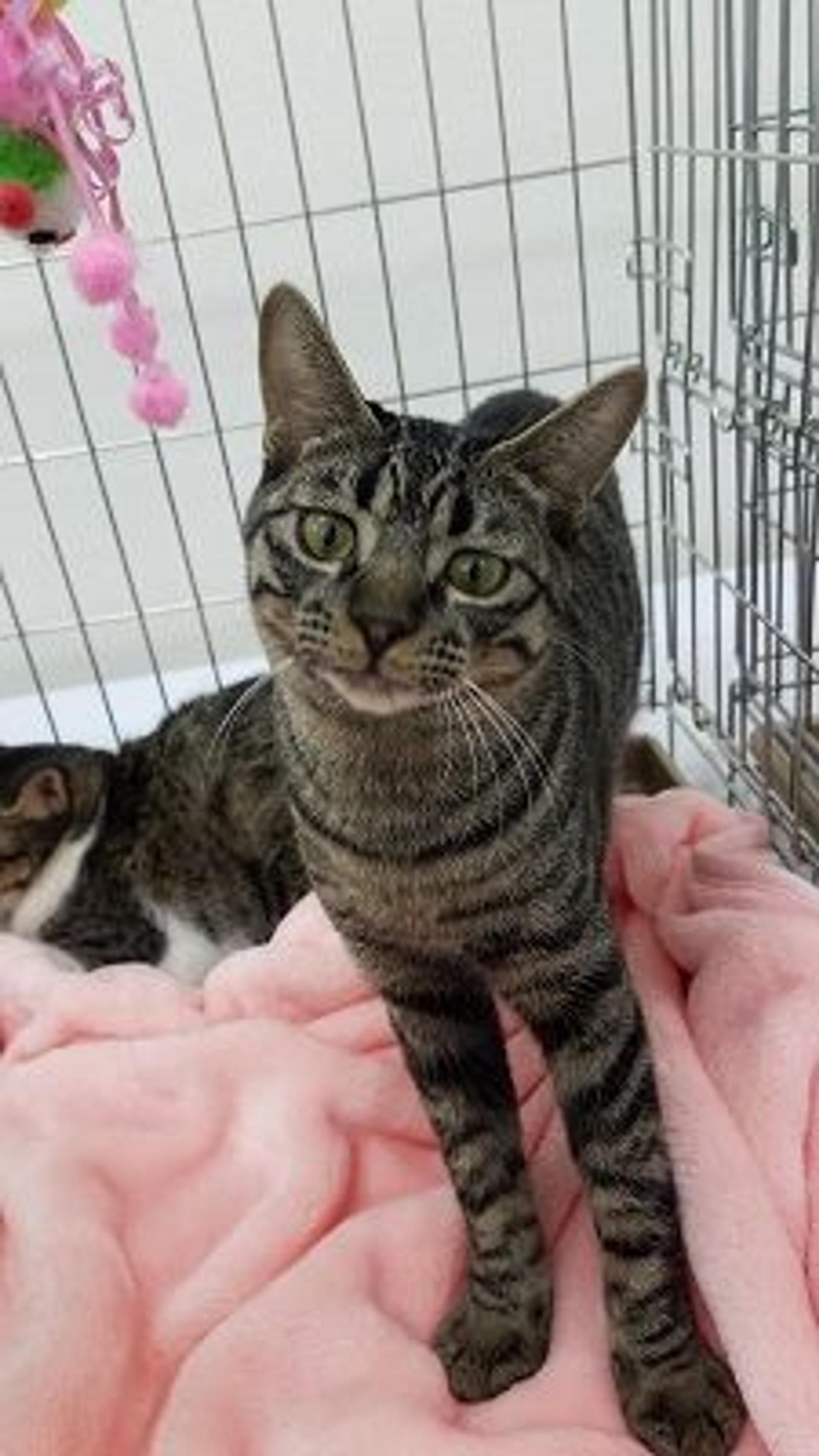 pet-image-3