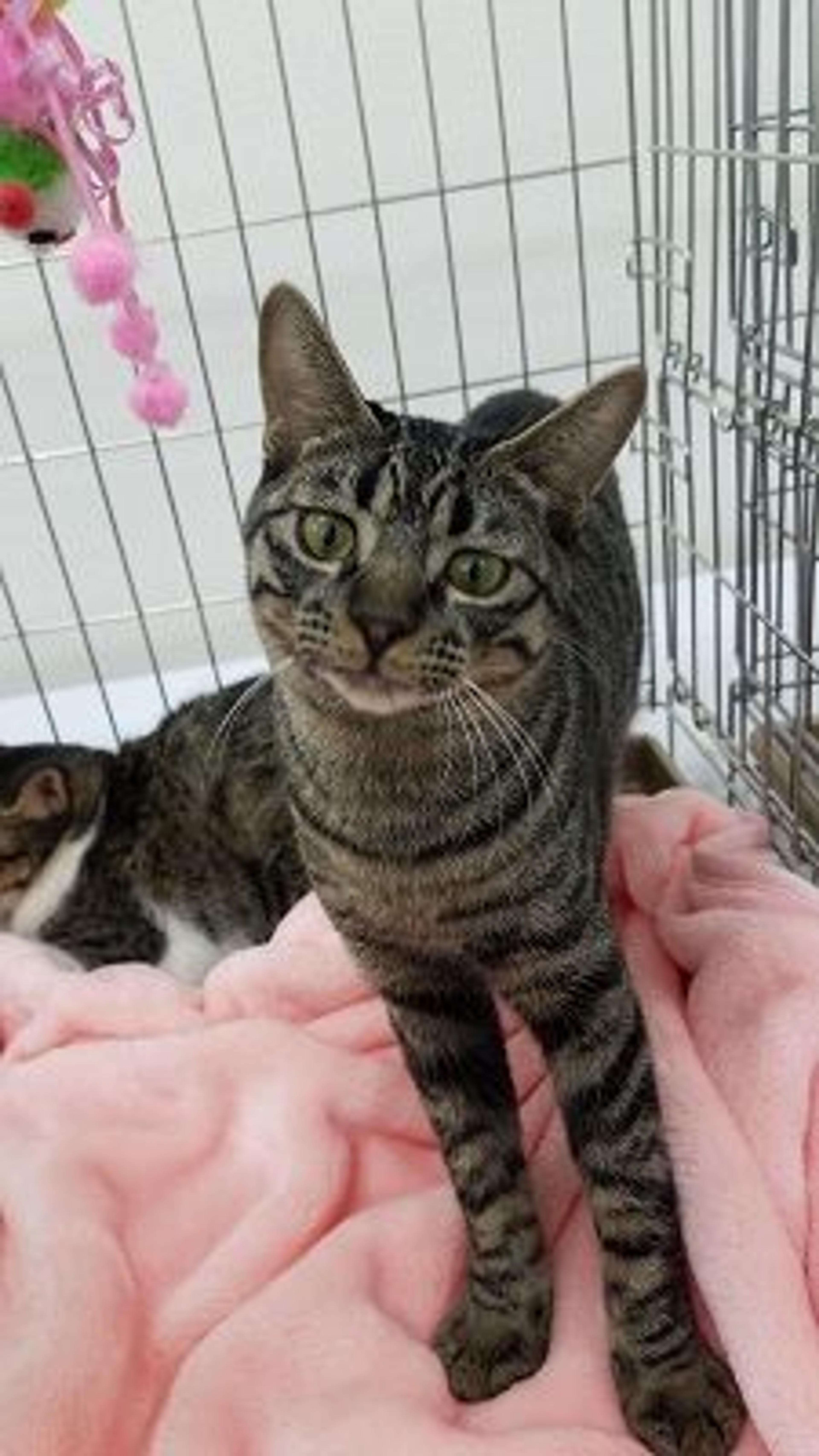 pet-image-3