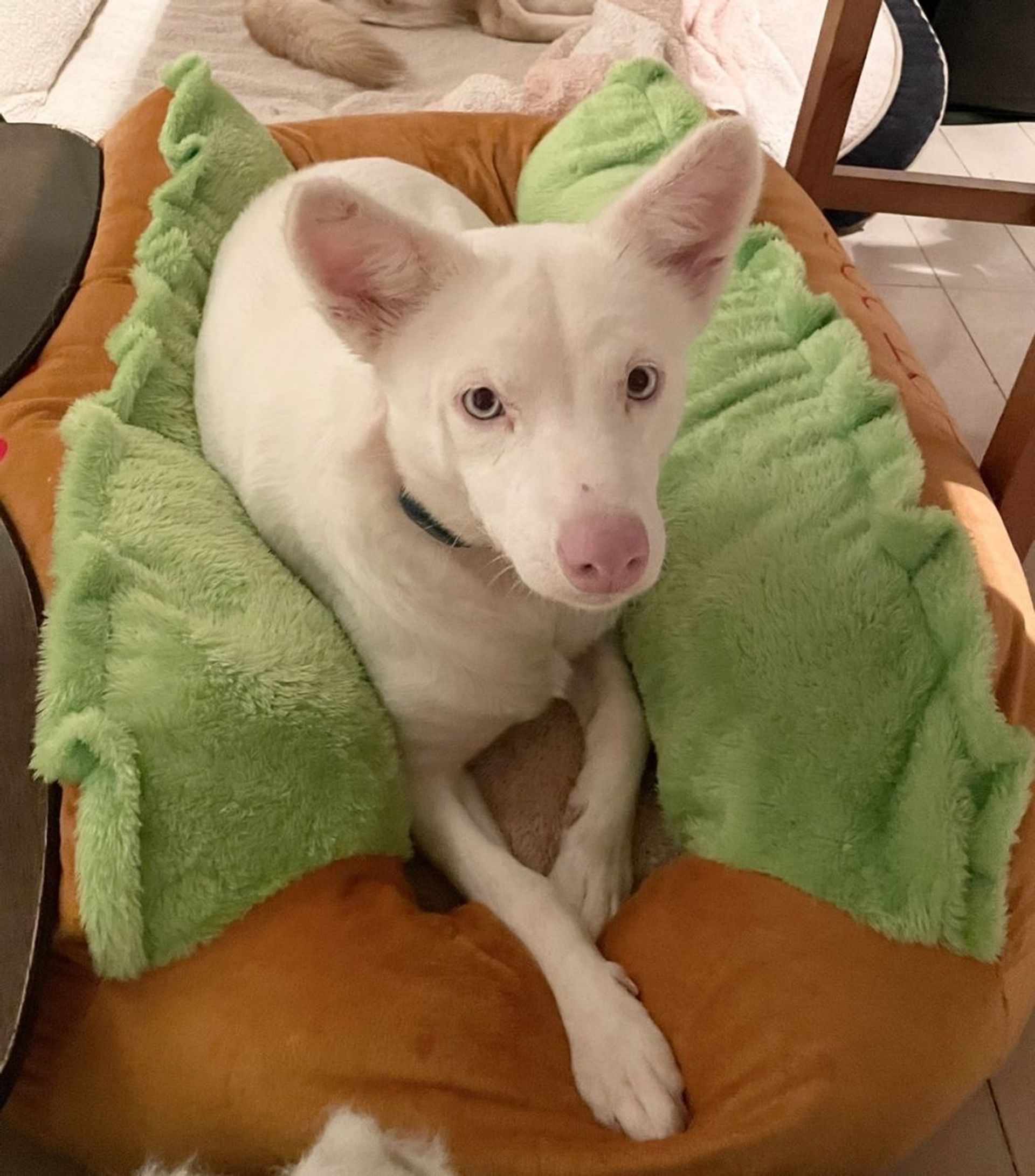 雑種（ミックス犬）・メスの里親募集の写真