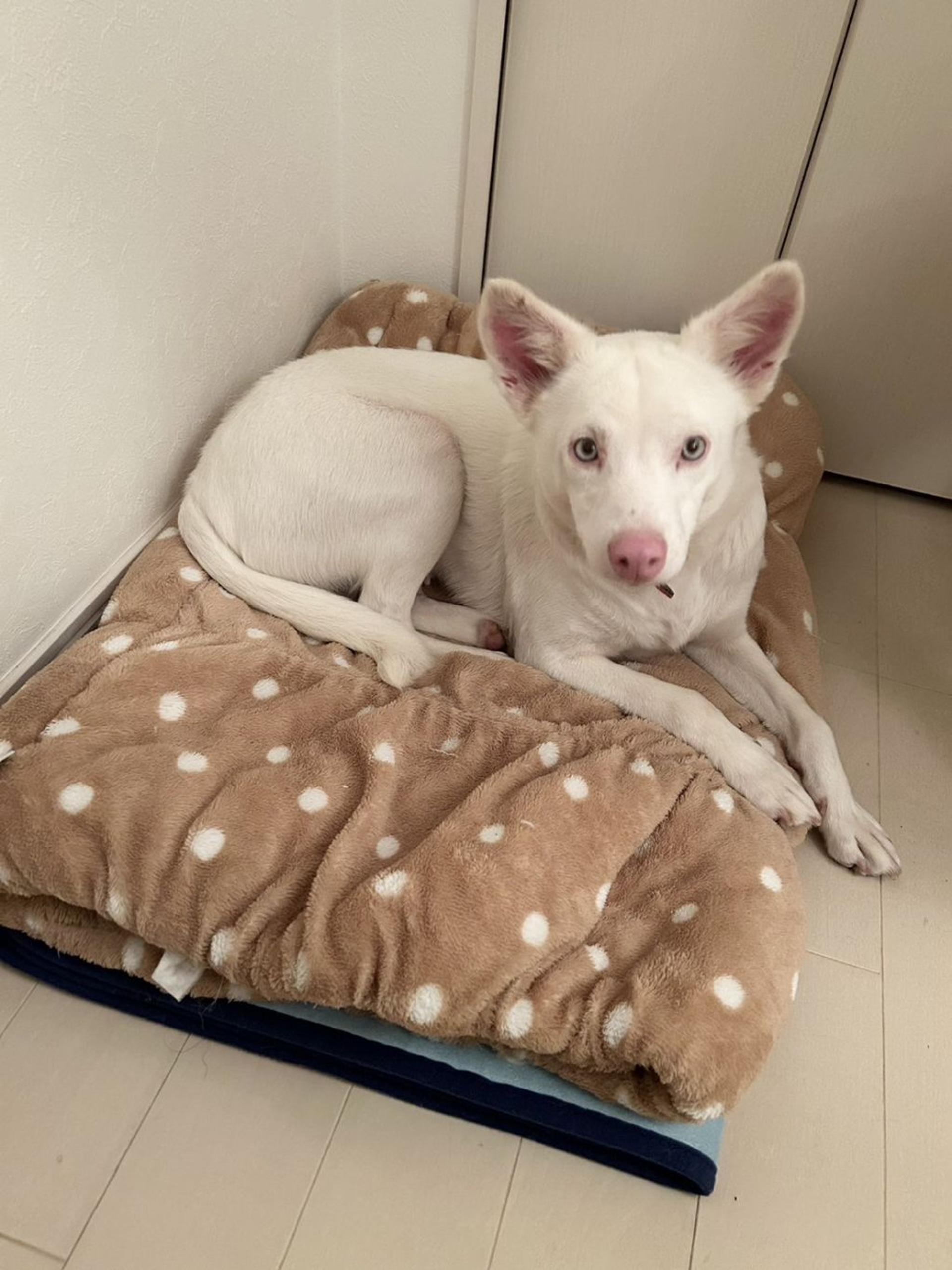 pet-image-3