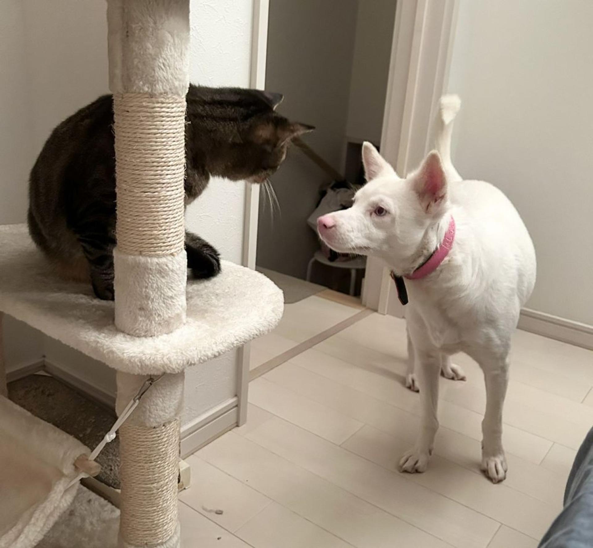 pet-image-4
