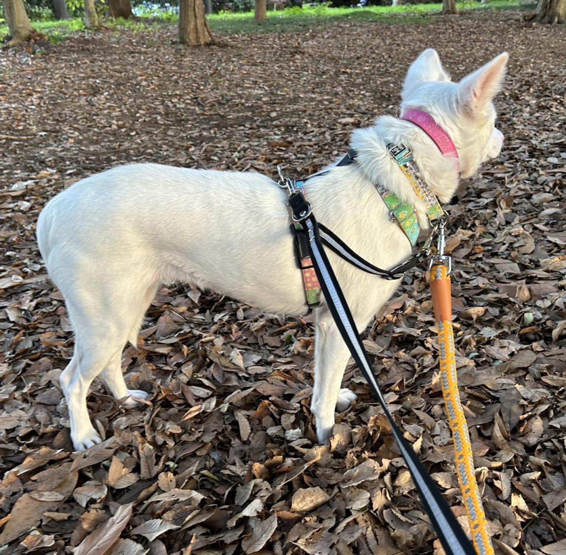 pet-image-6