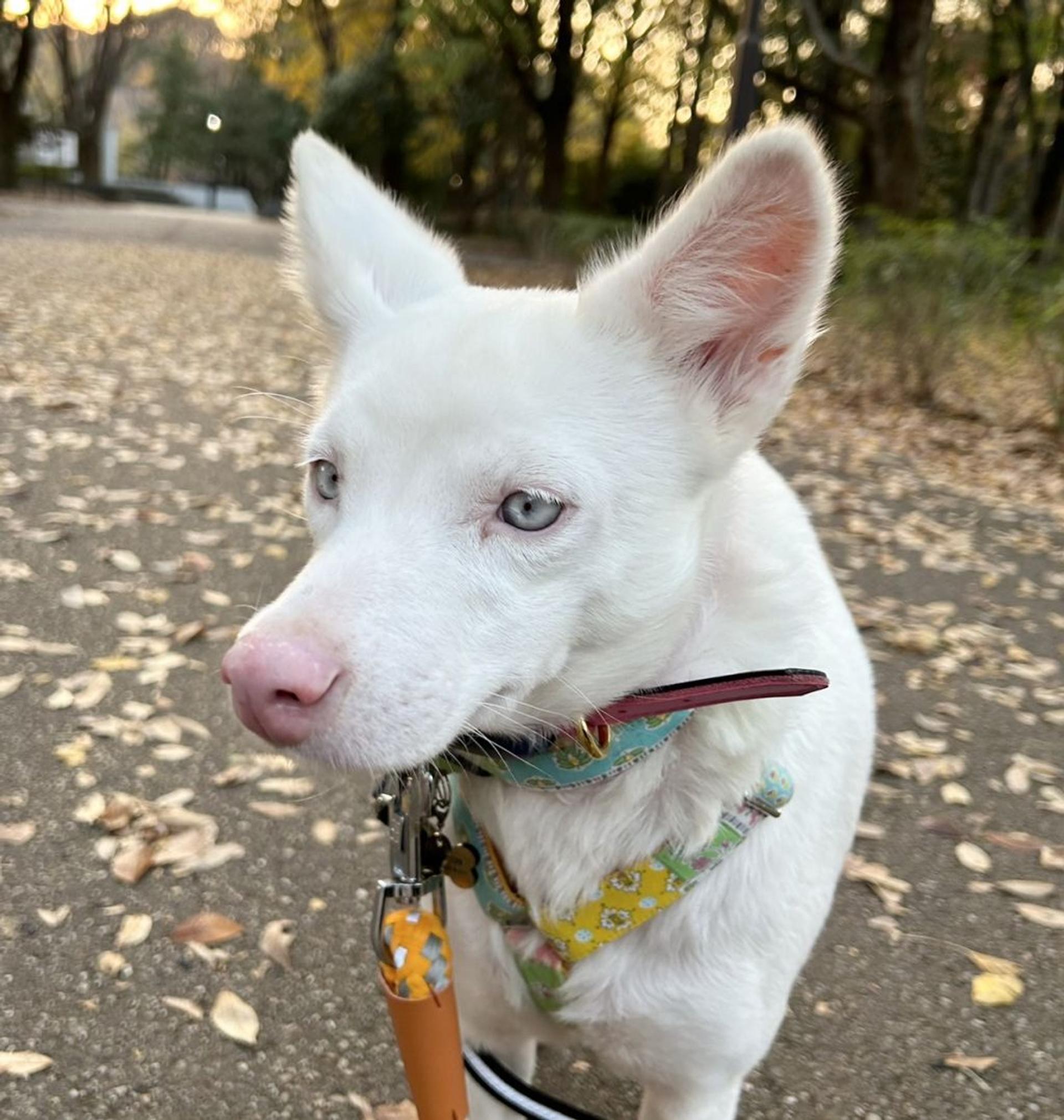 pet-image-7