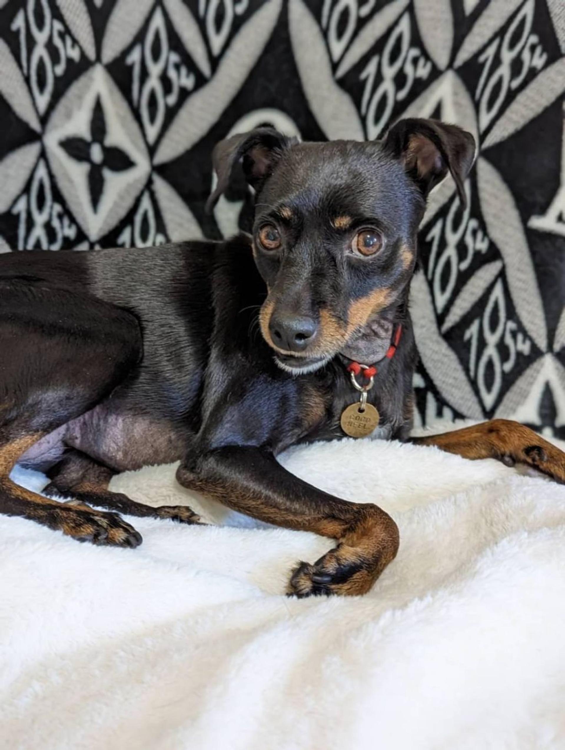 pet-image-2