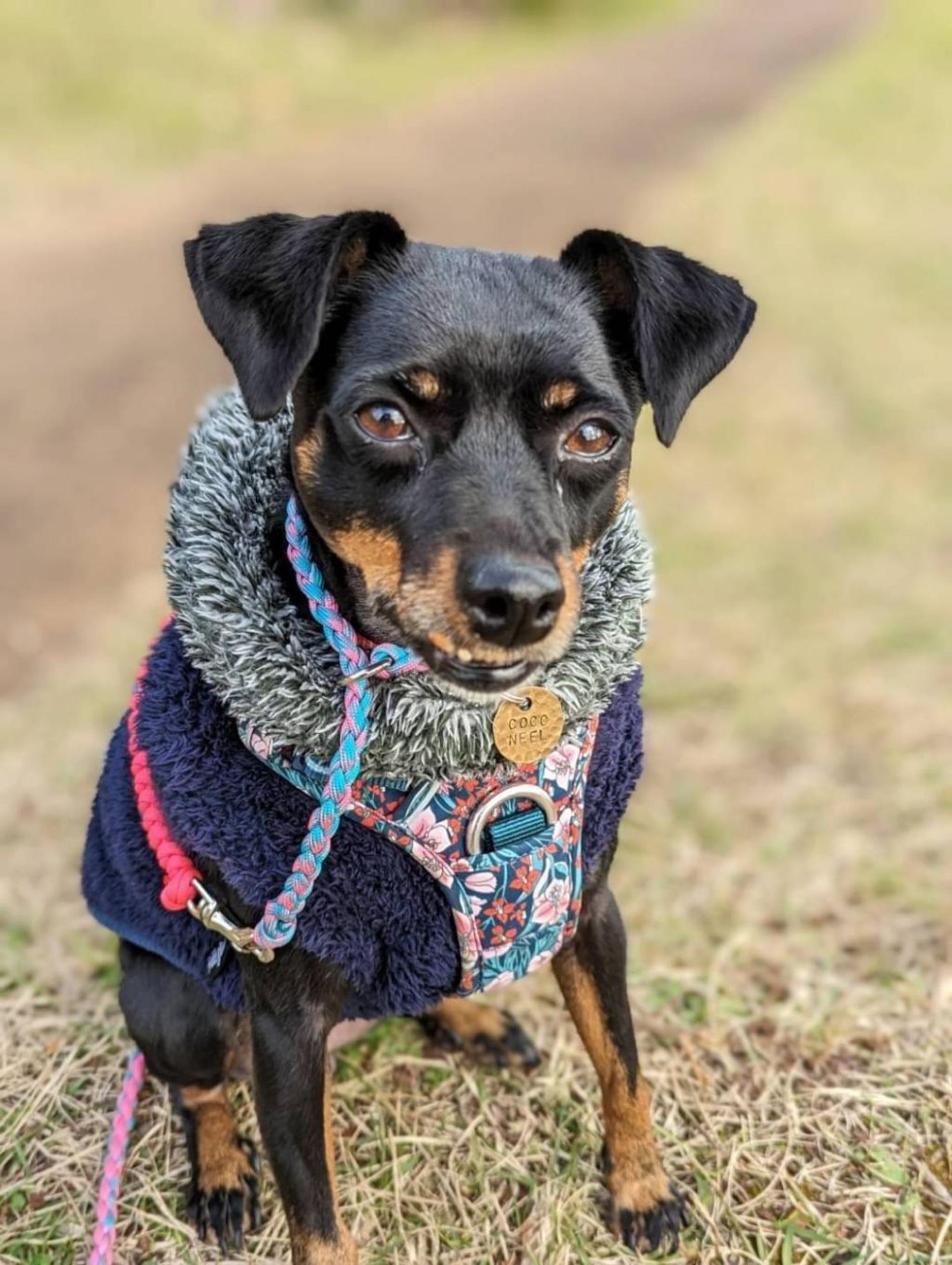 pet-image-3