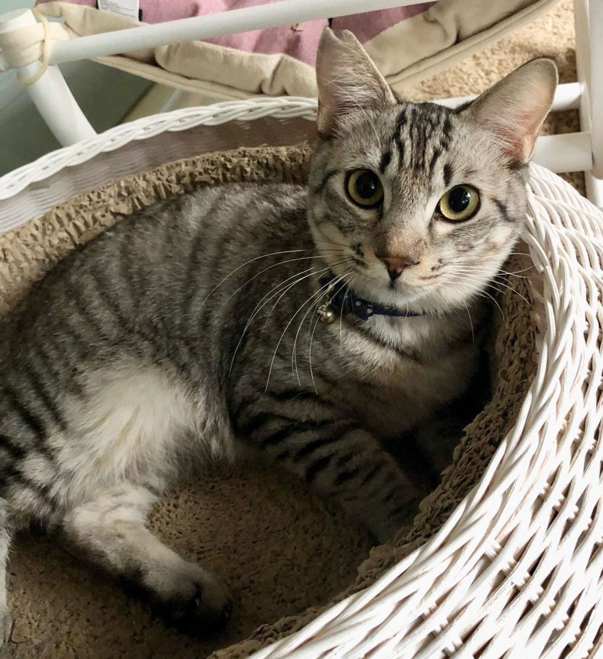雑種（ミックス猫）・オスの里親募集の写真