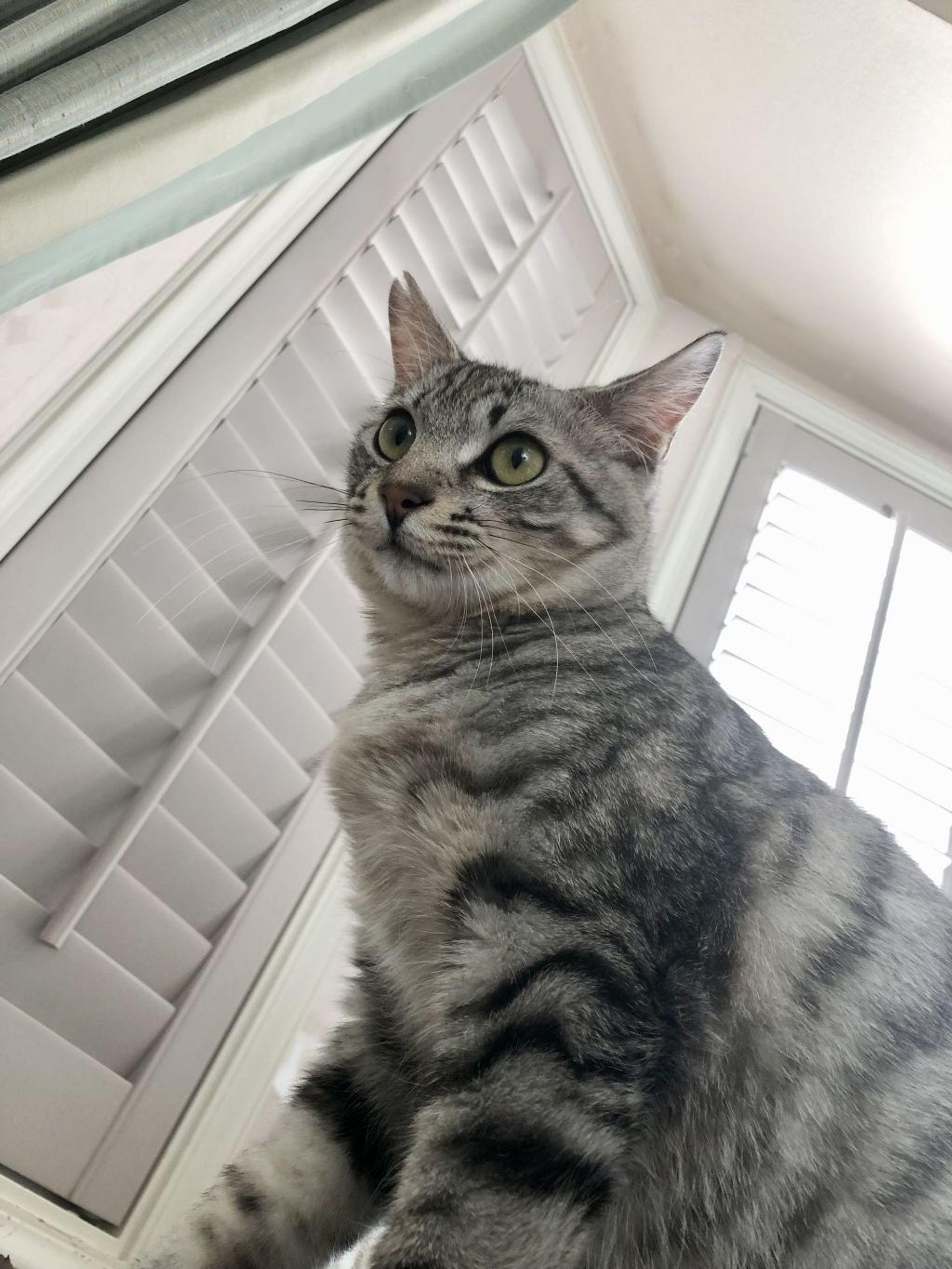 雑種（ミックス猫）・オスの里親募集の写真