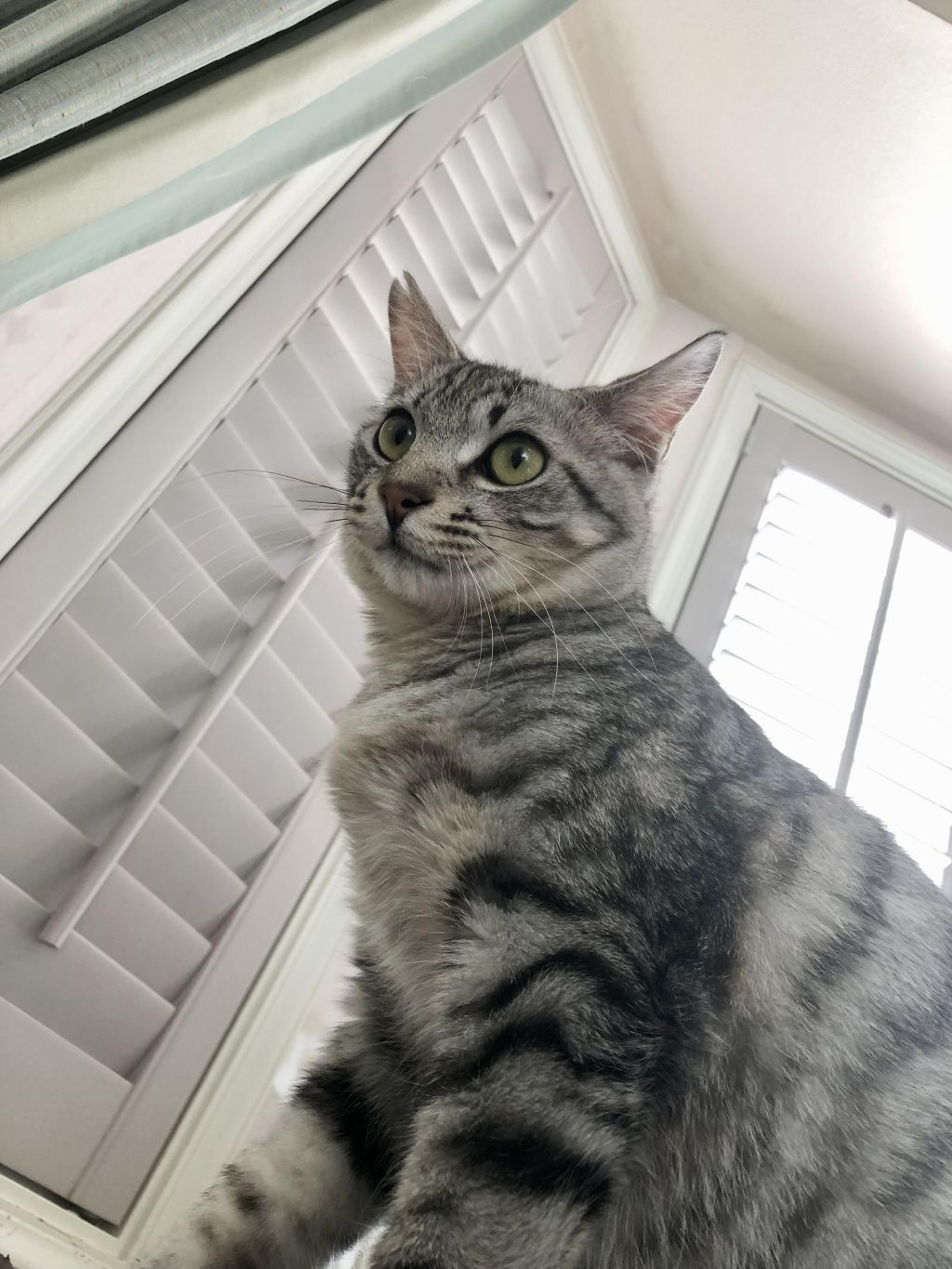pet-image-2