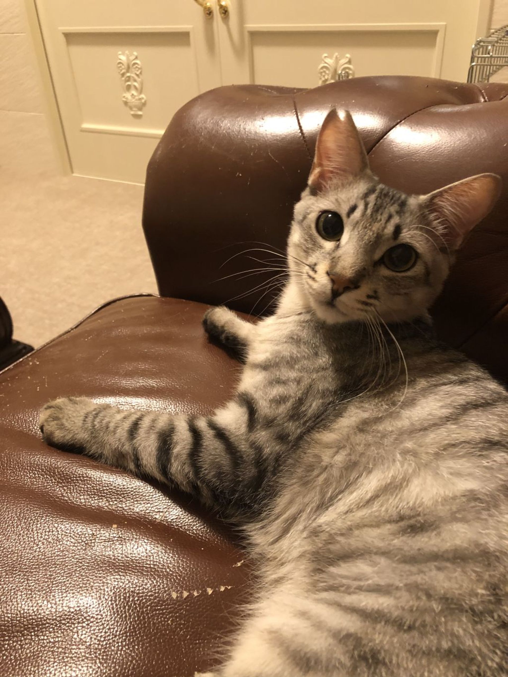 雑種（ミックス猫）・オスの里親募集の写真