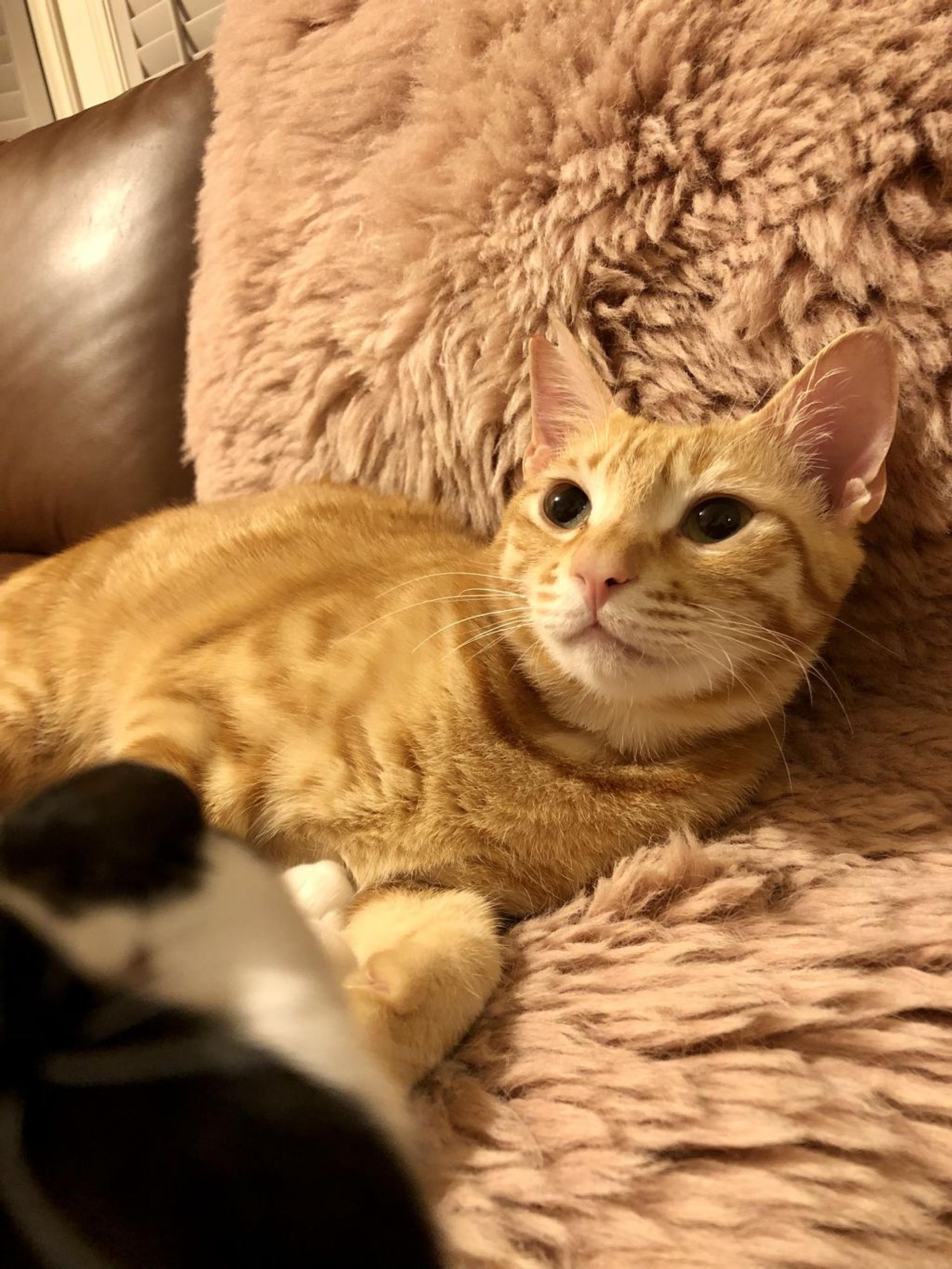 pet-image-4