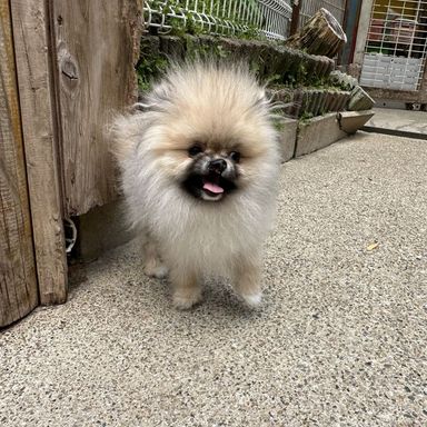 あかりの写真