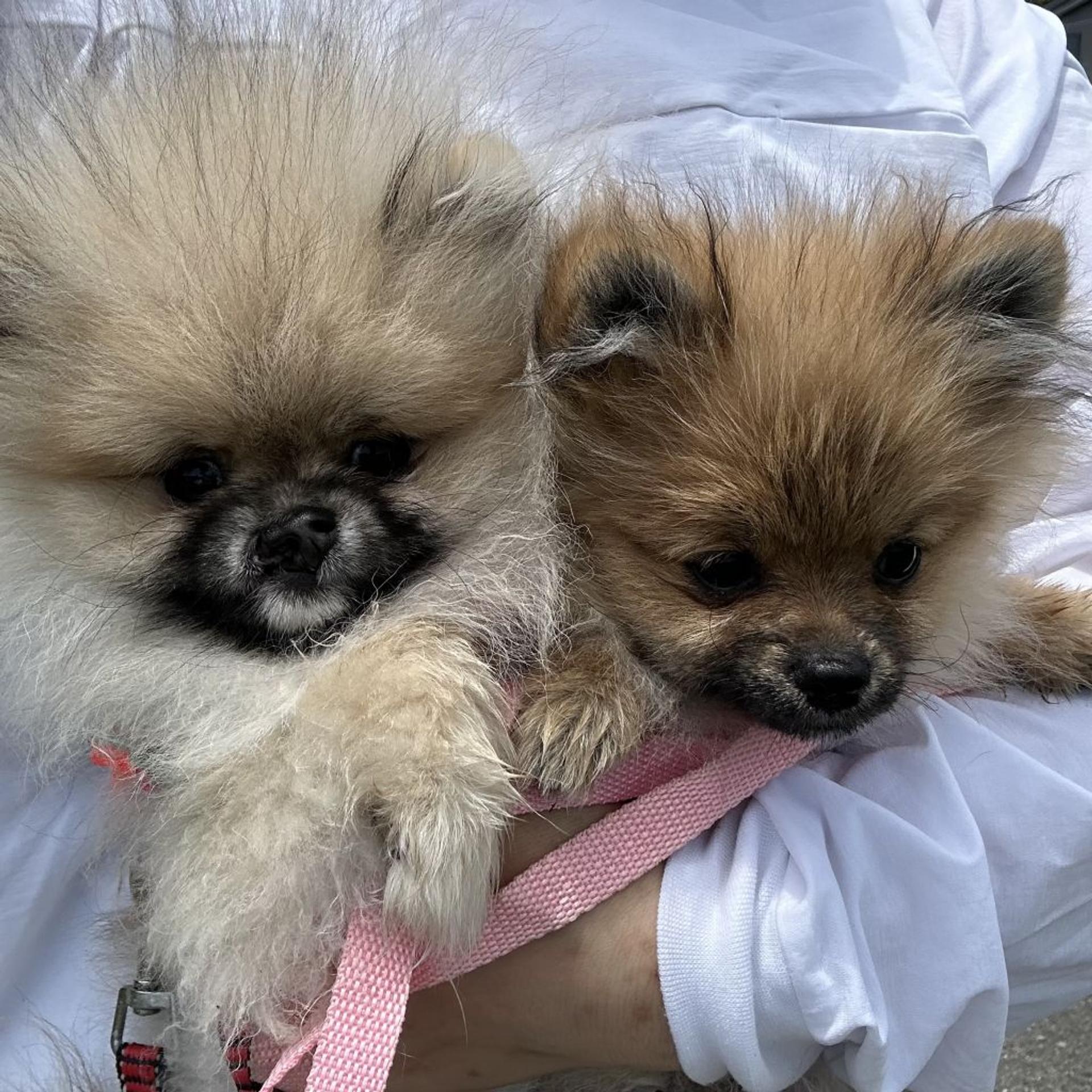 pet-image-4