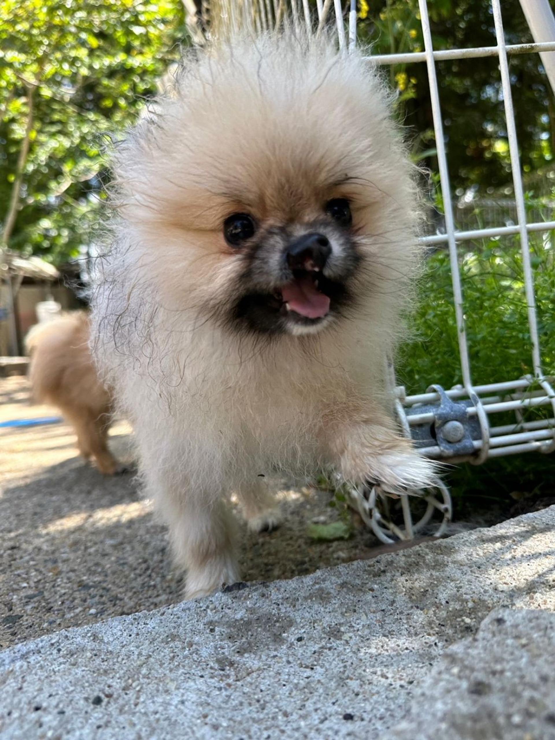 pet-image-2