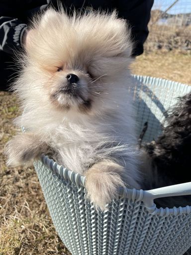 ひかり