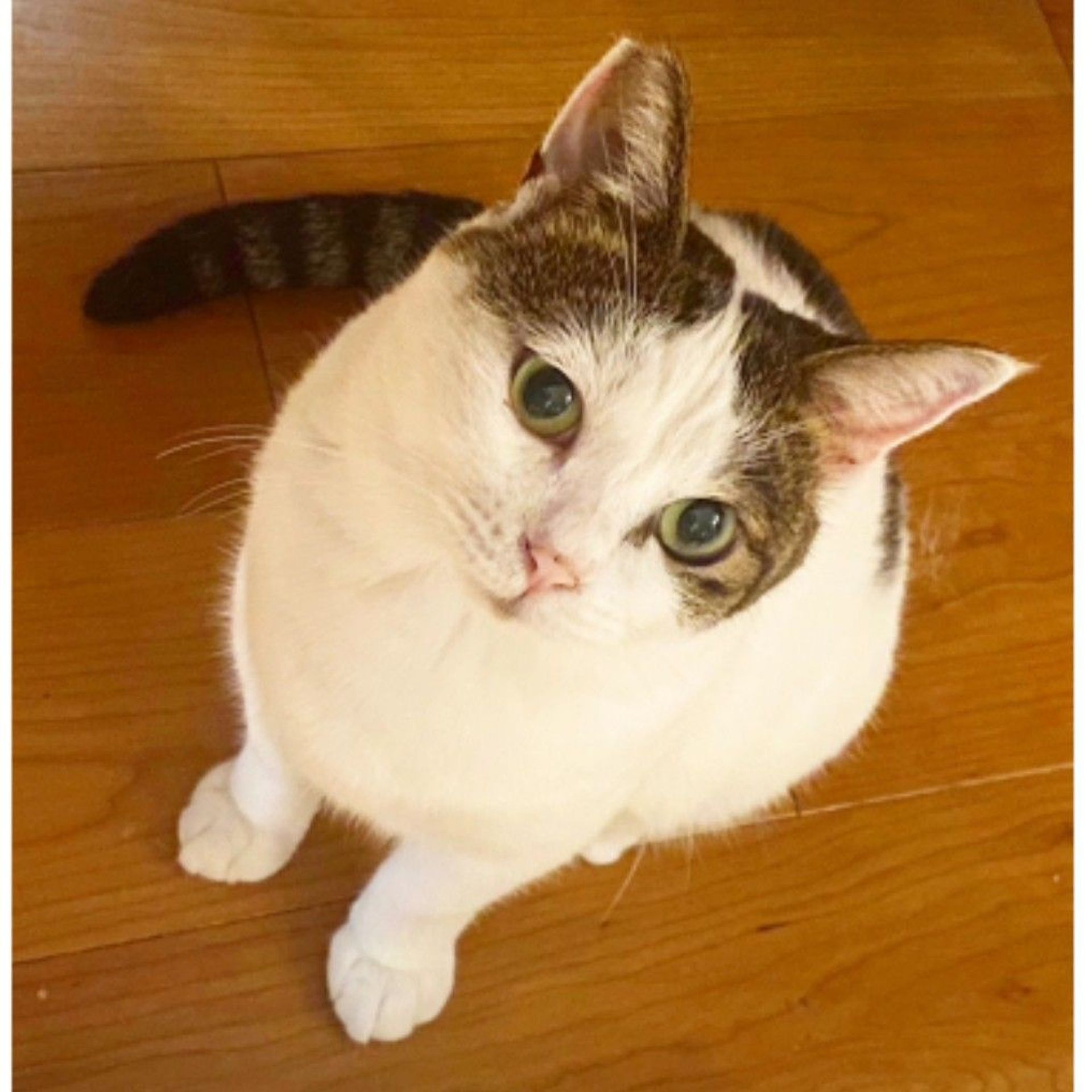 雑種（ミックス猫）・メスの里親募集の写真