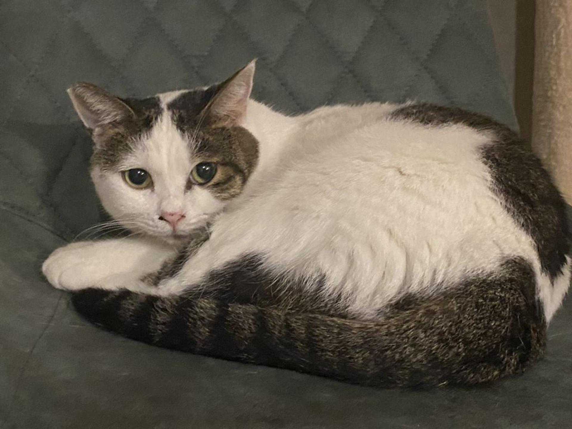 pet-image-3