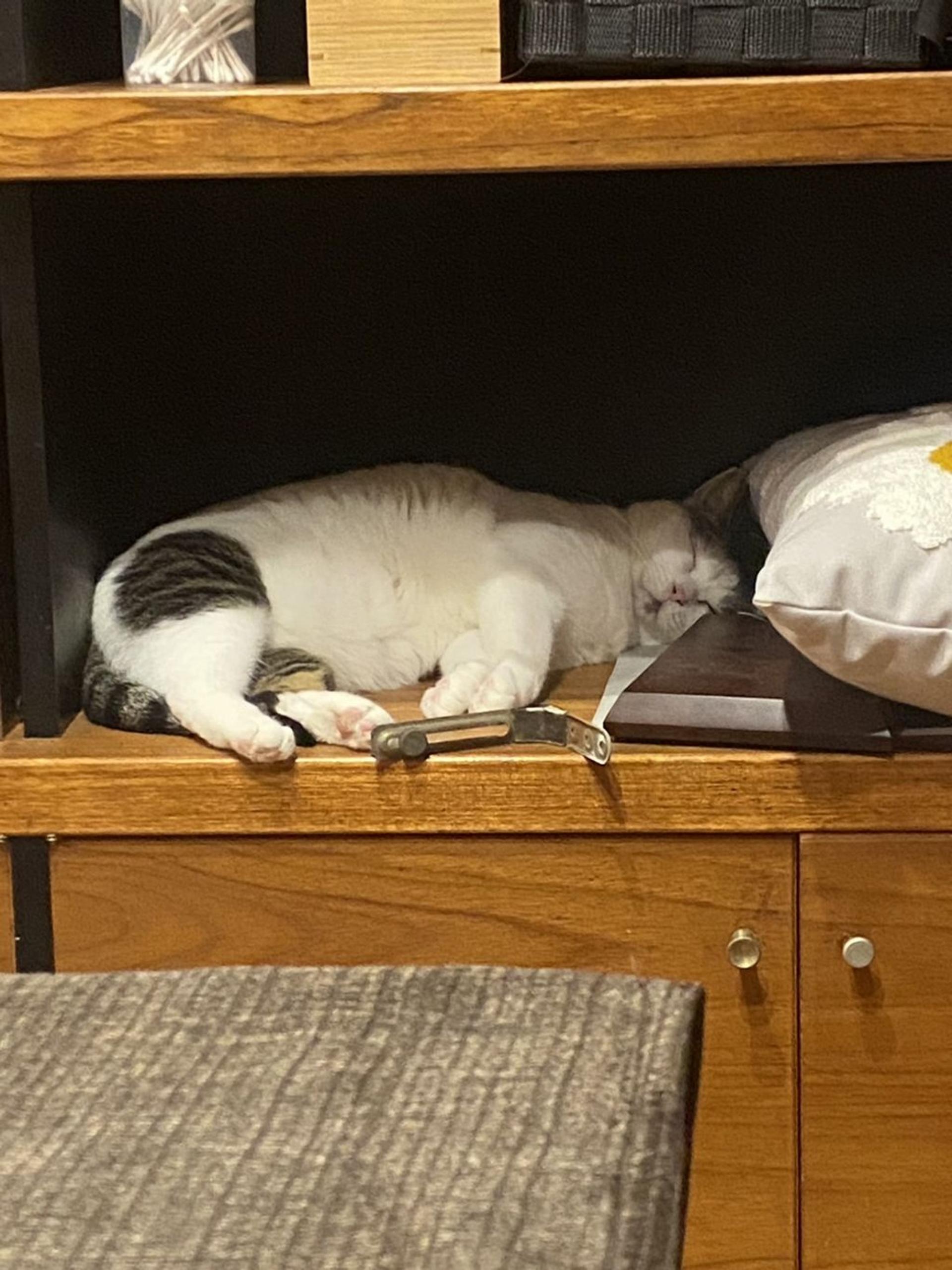 pet-image-4