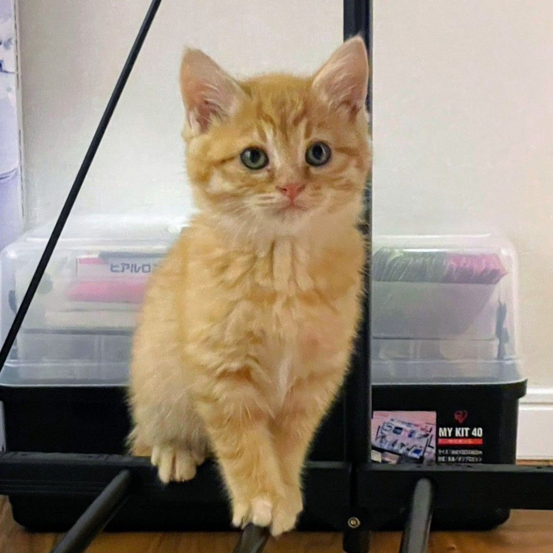雑種（ミックス猫）・メスの里親募集の写真