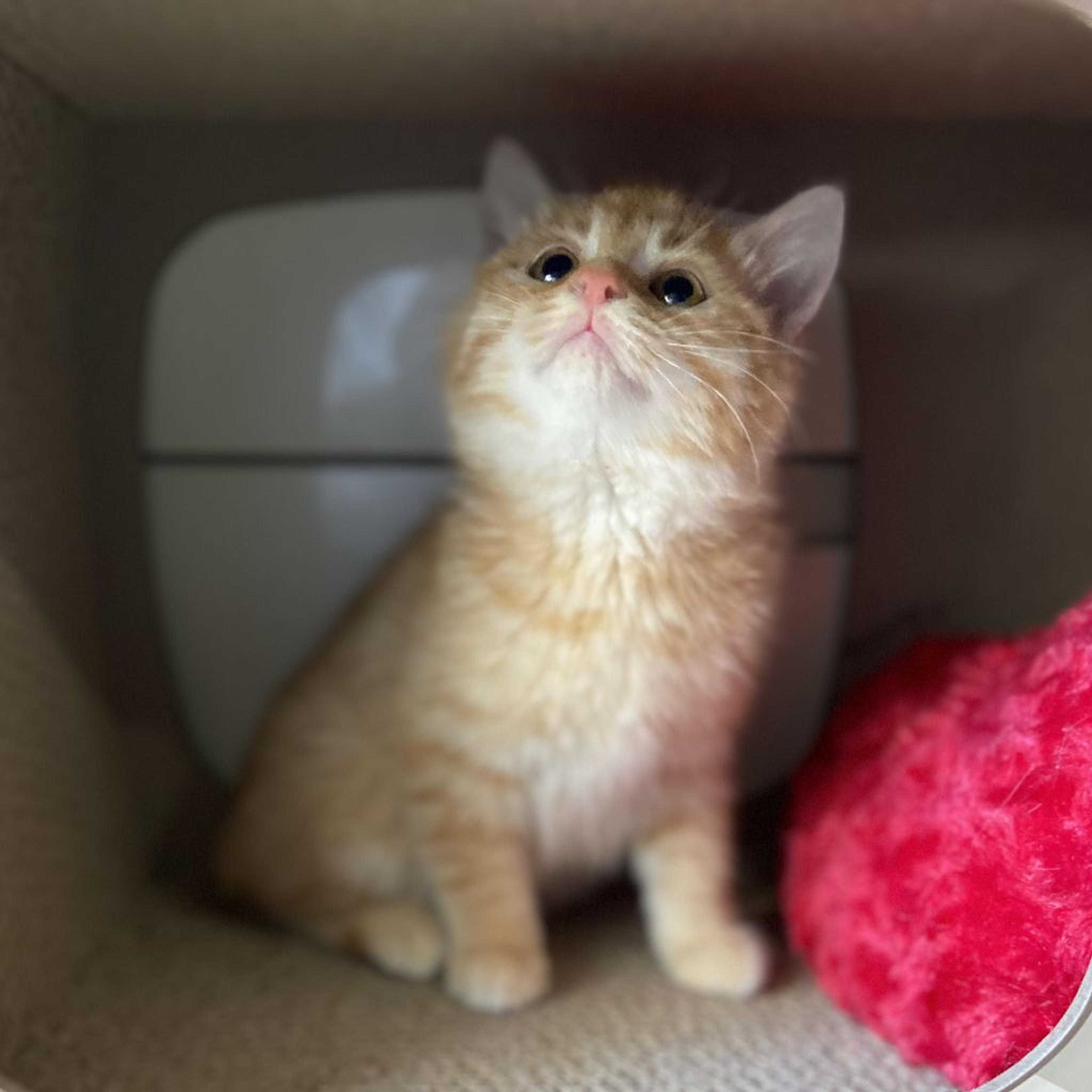 pet-image-2