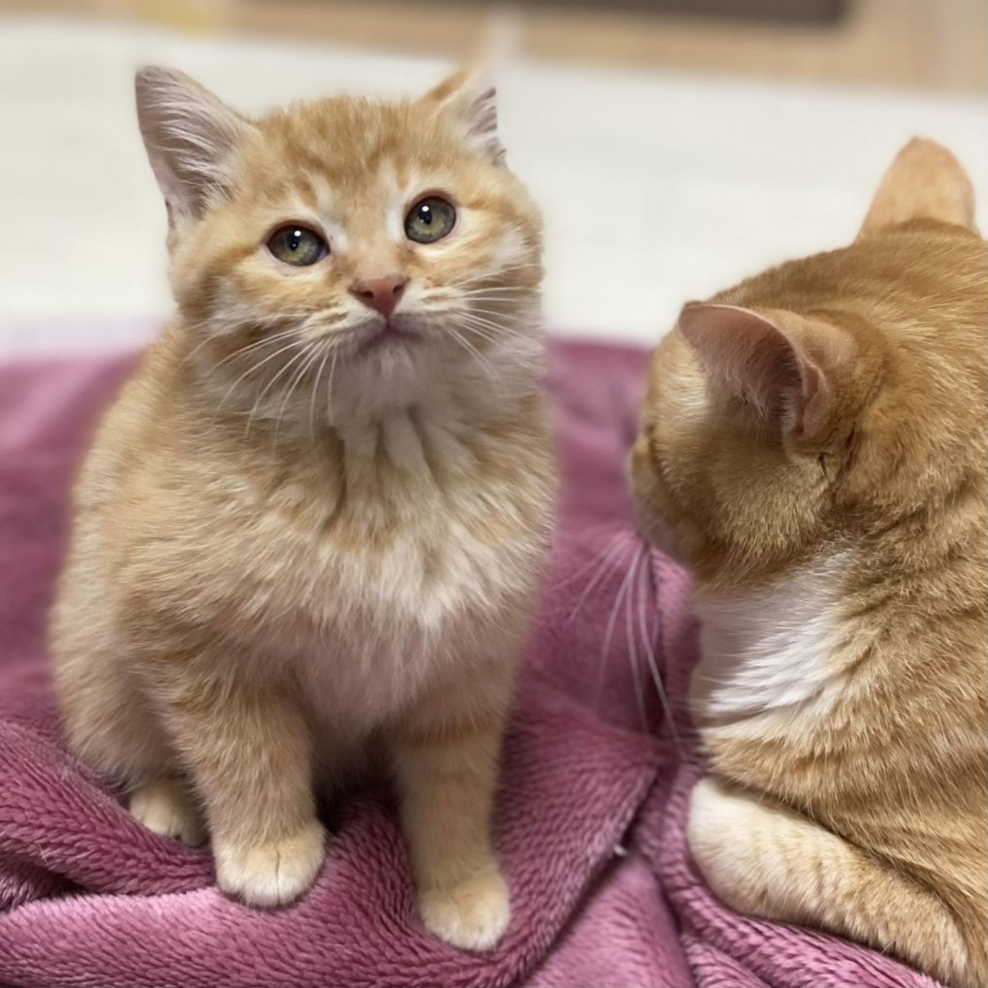 雑種（ミックス猫）・メスの里親募集の写真