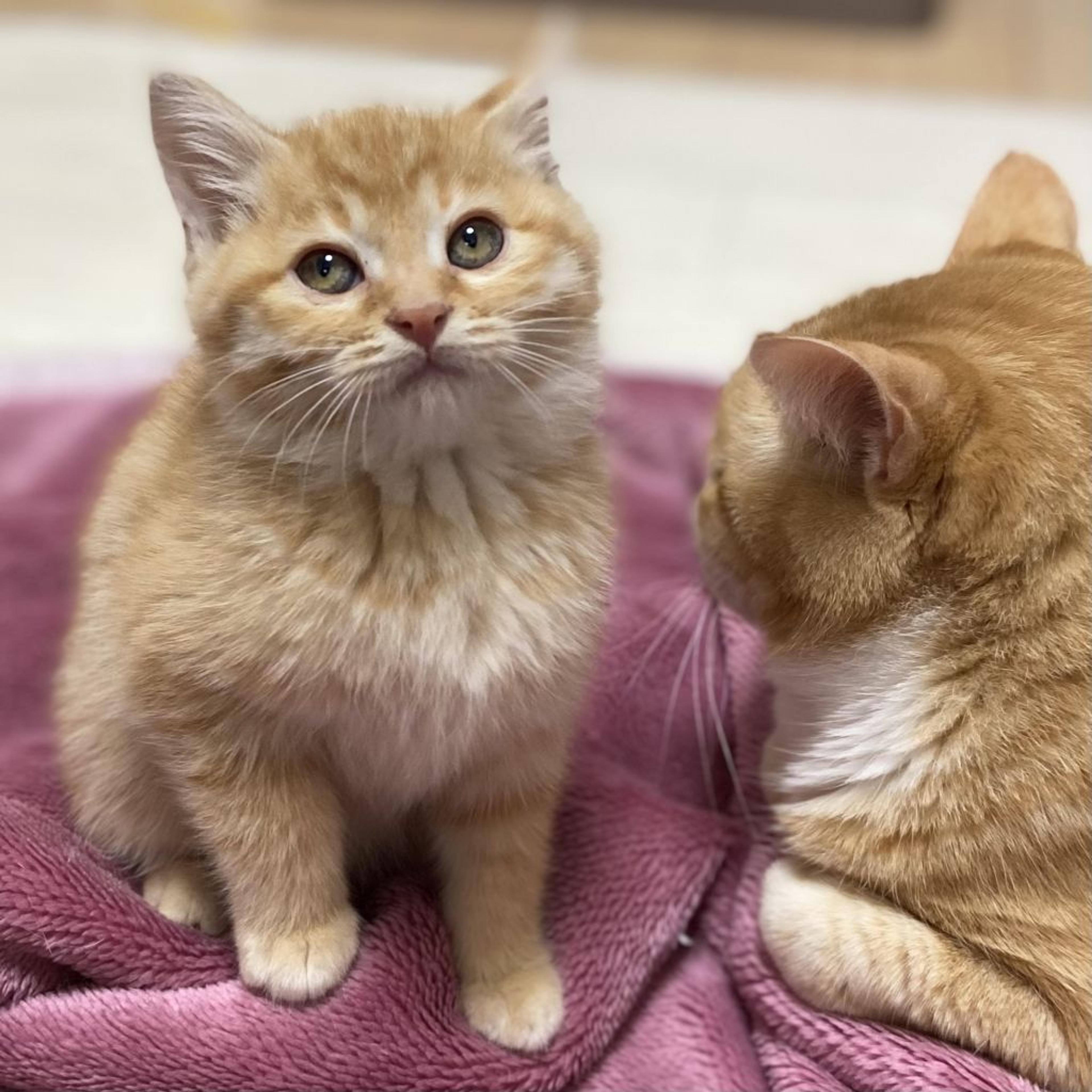 pet-image-3