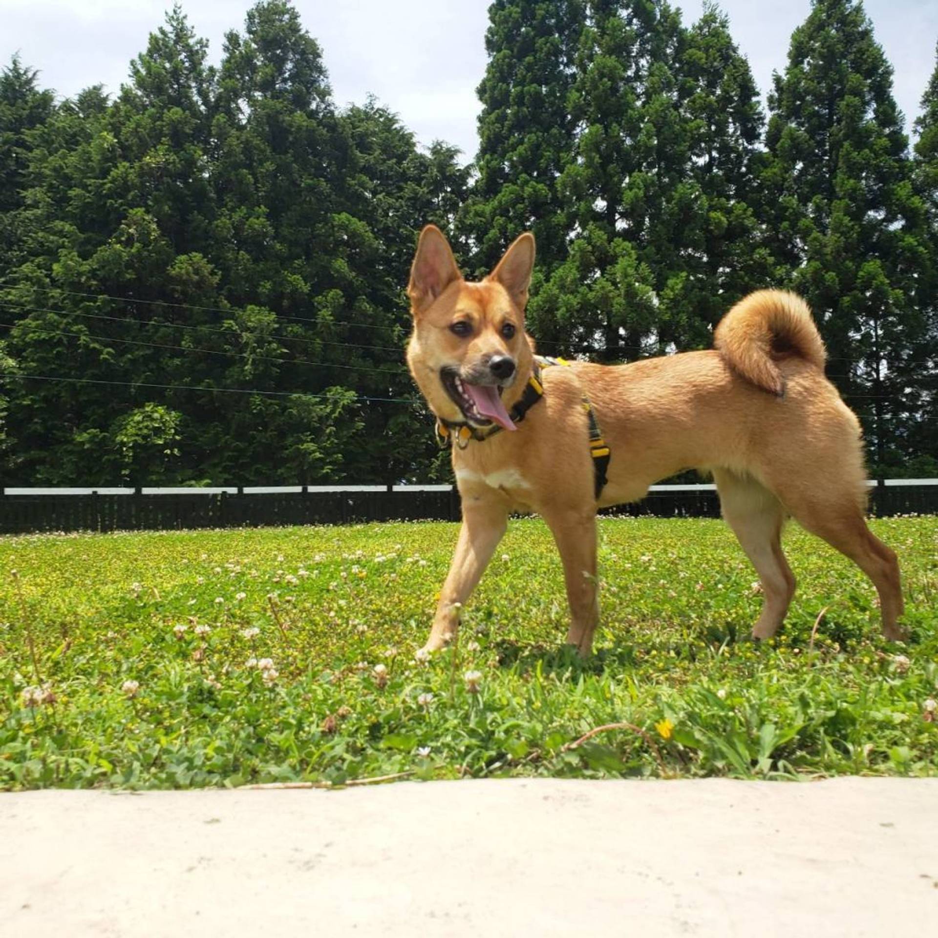 雑種（ミックス犬）・メスの里親募集の写真