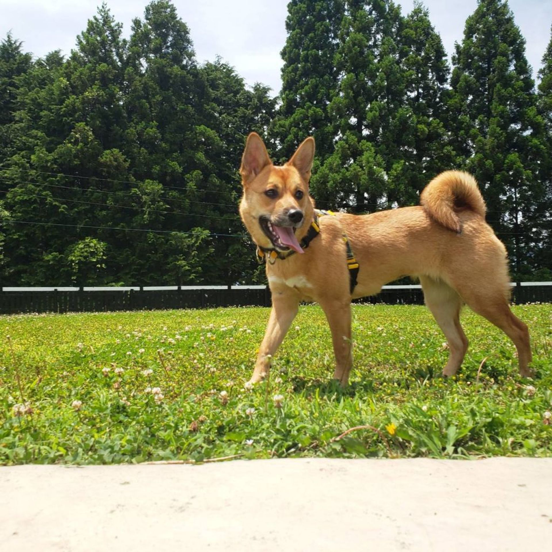 雑種（ミックス犬）・メスの里親募集の写真