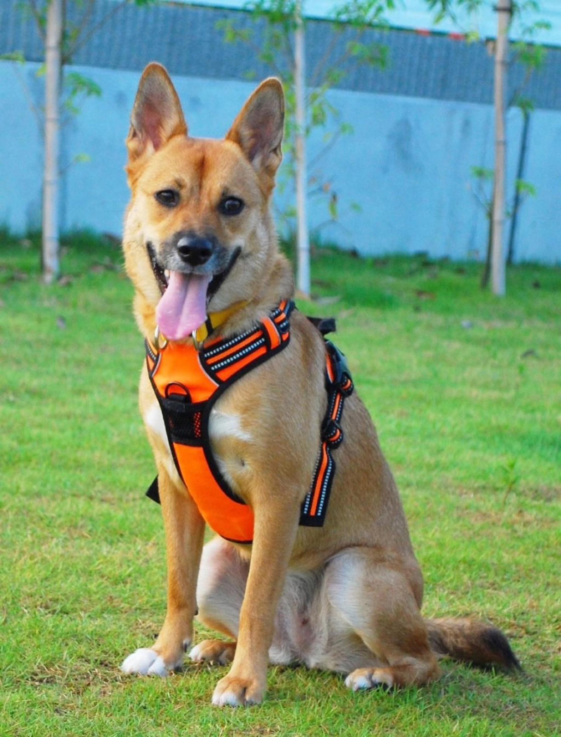 pet-image-4