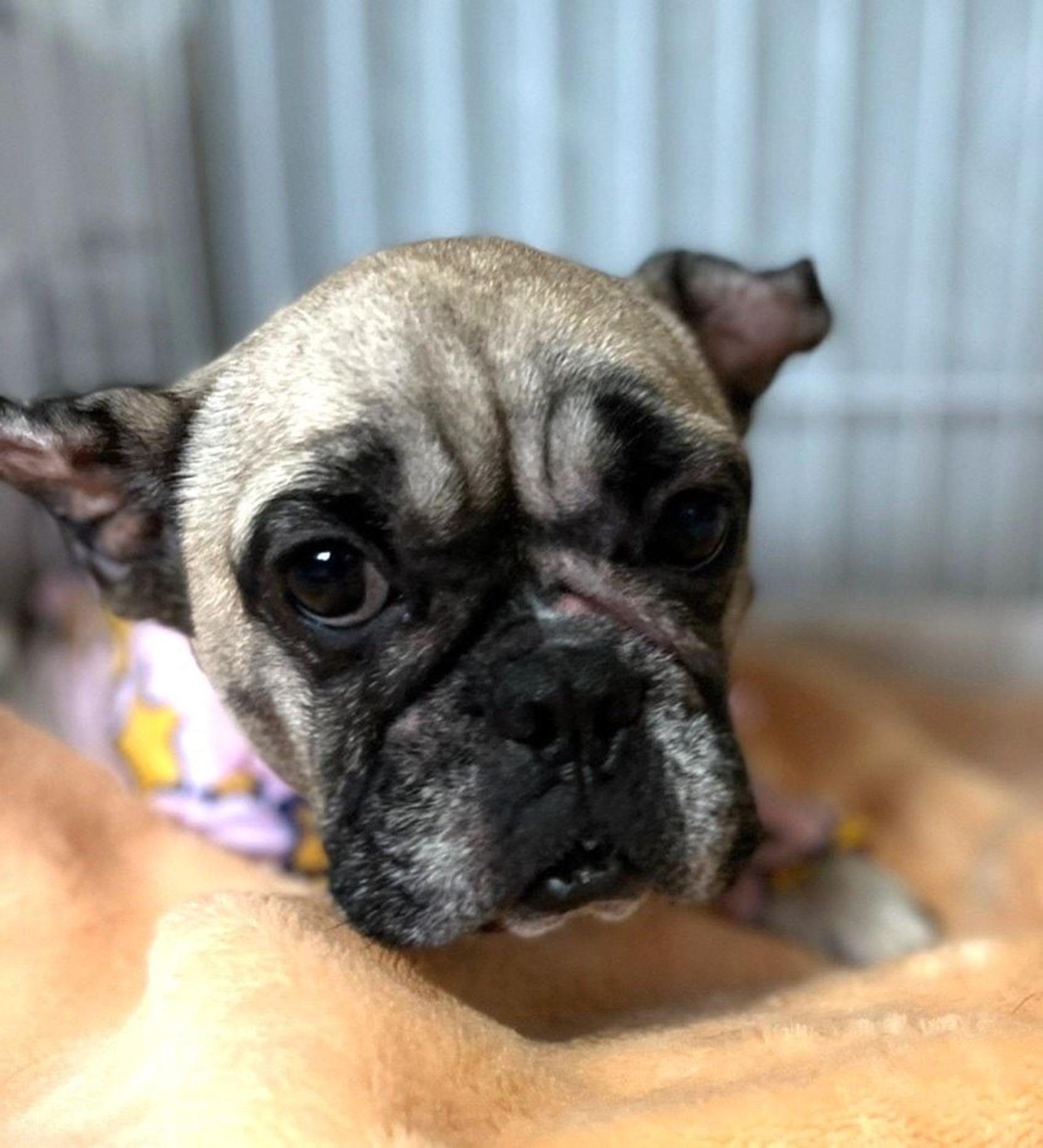 pet-image-4