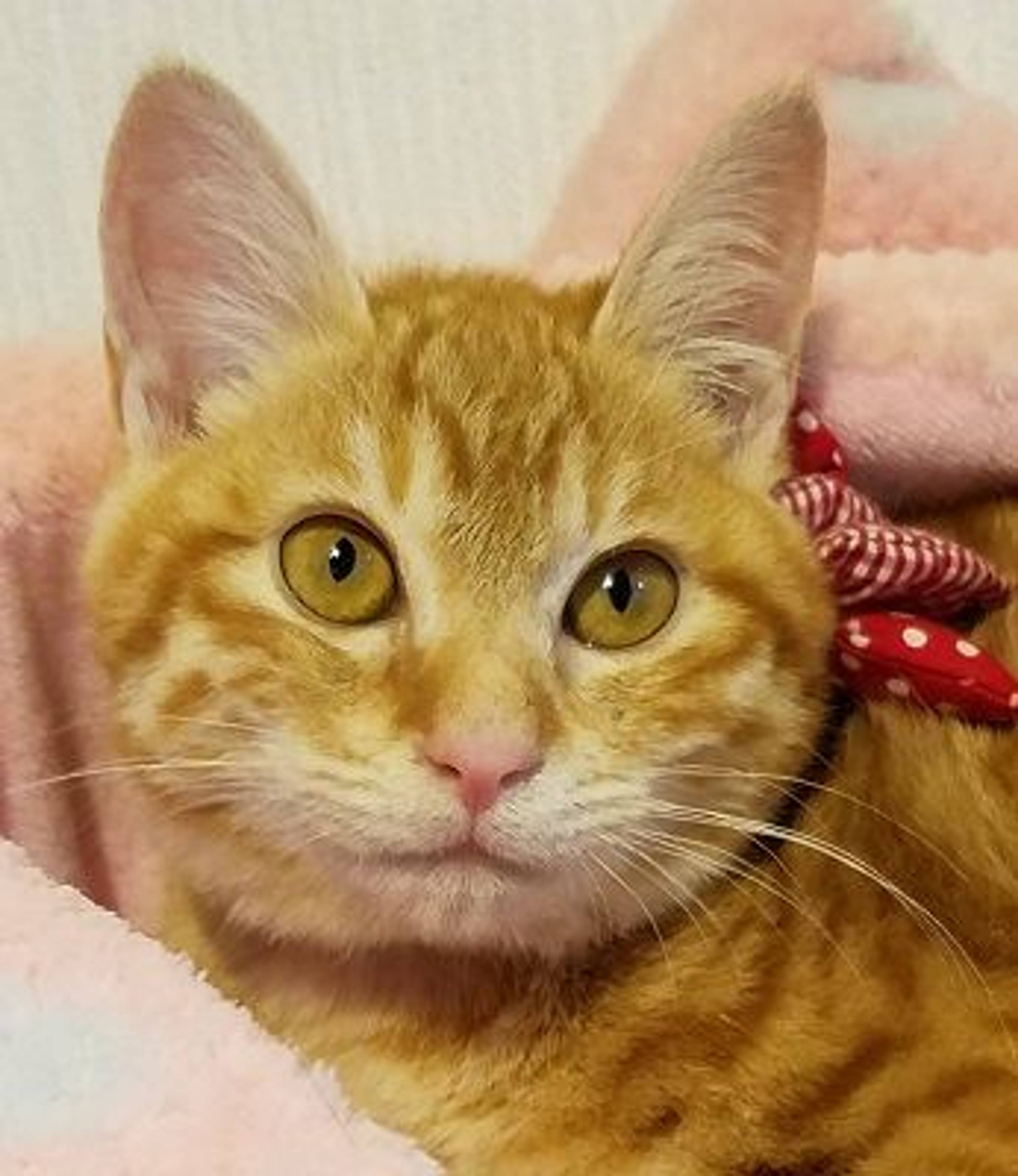 雑種（ミックス猫）・オスの里親募集の写真