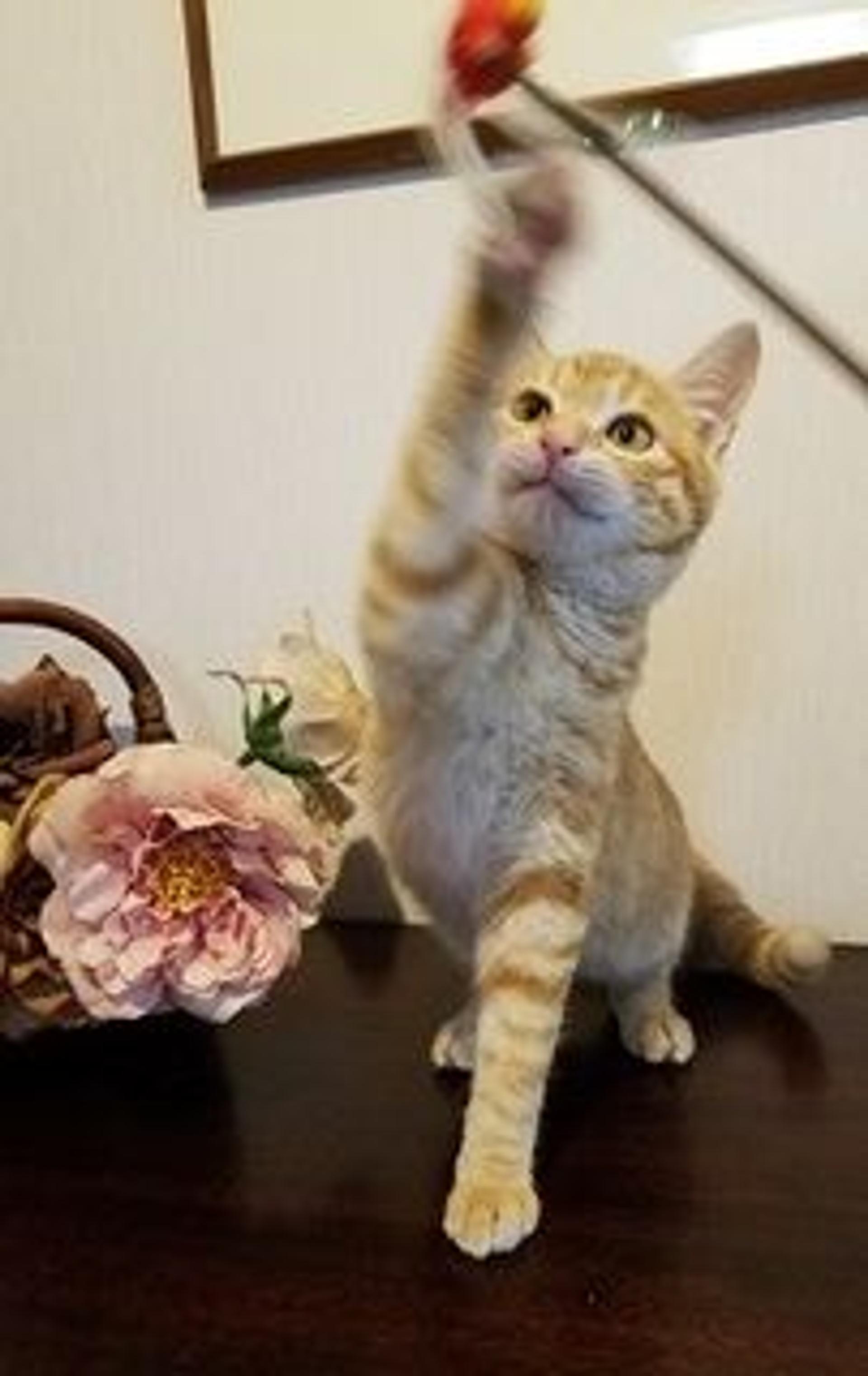 pet-image-3