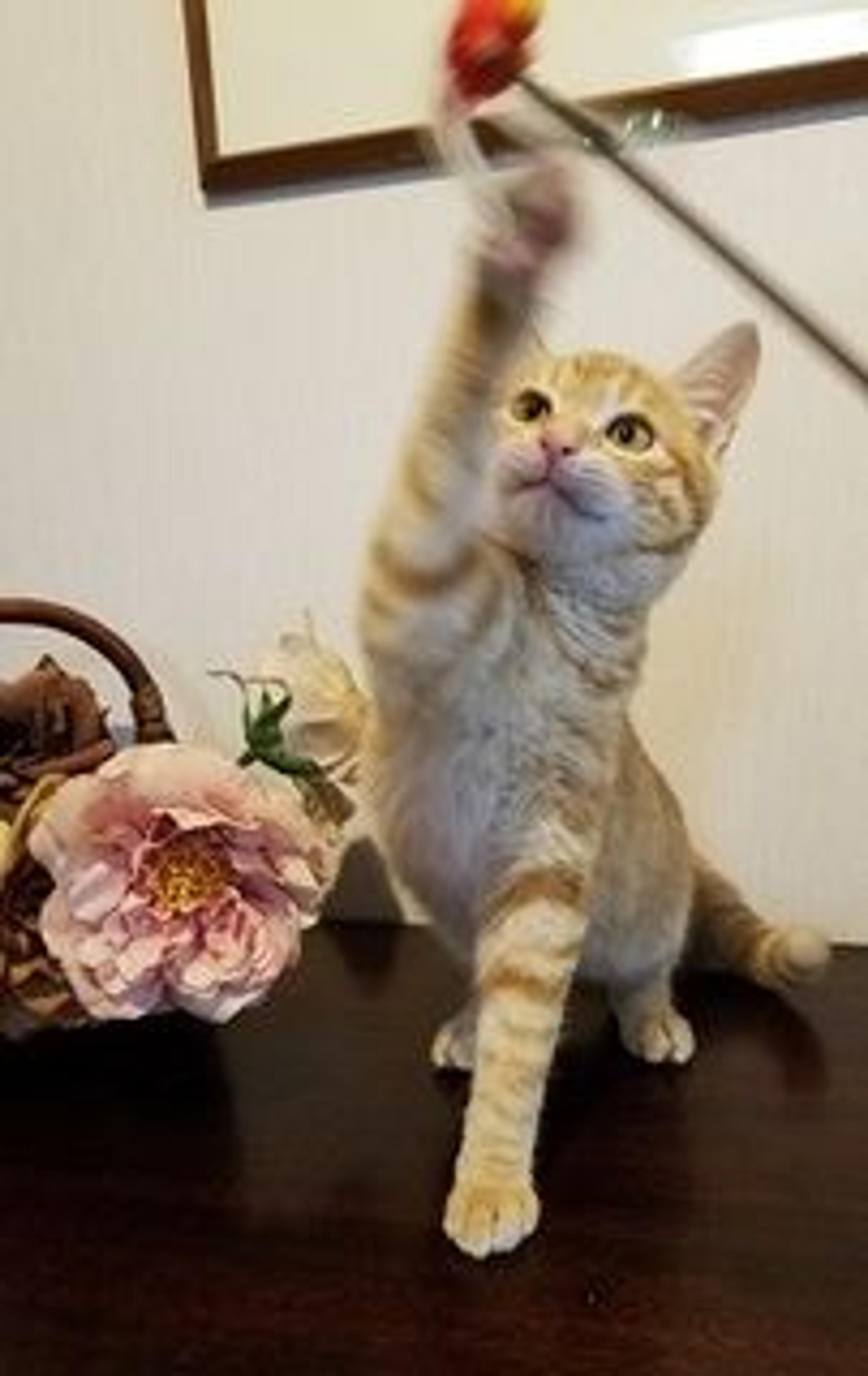 pet-image-3